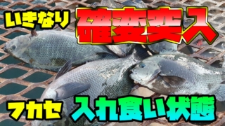 なんと先週に続いて大物がHIT！！フカセ釣り 横浜 磯子海釣り施設