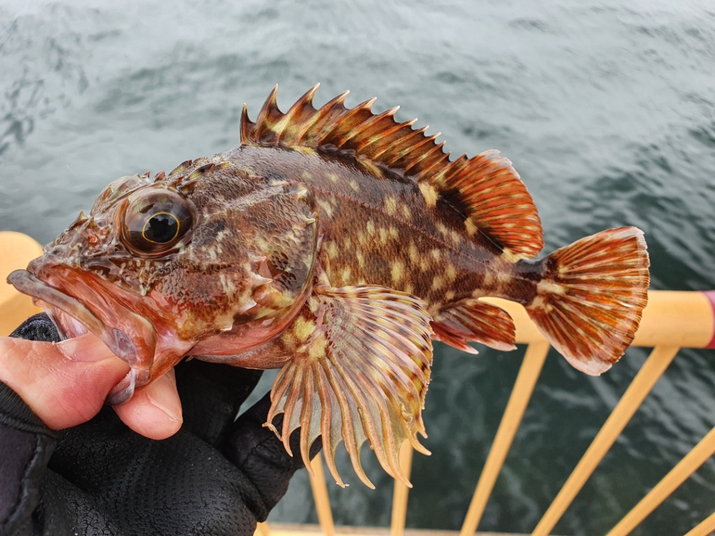 小雨の降る中フカセ釣りで高級魚が釣れた：釣れた状況とは？！