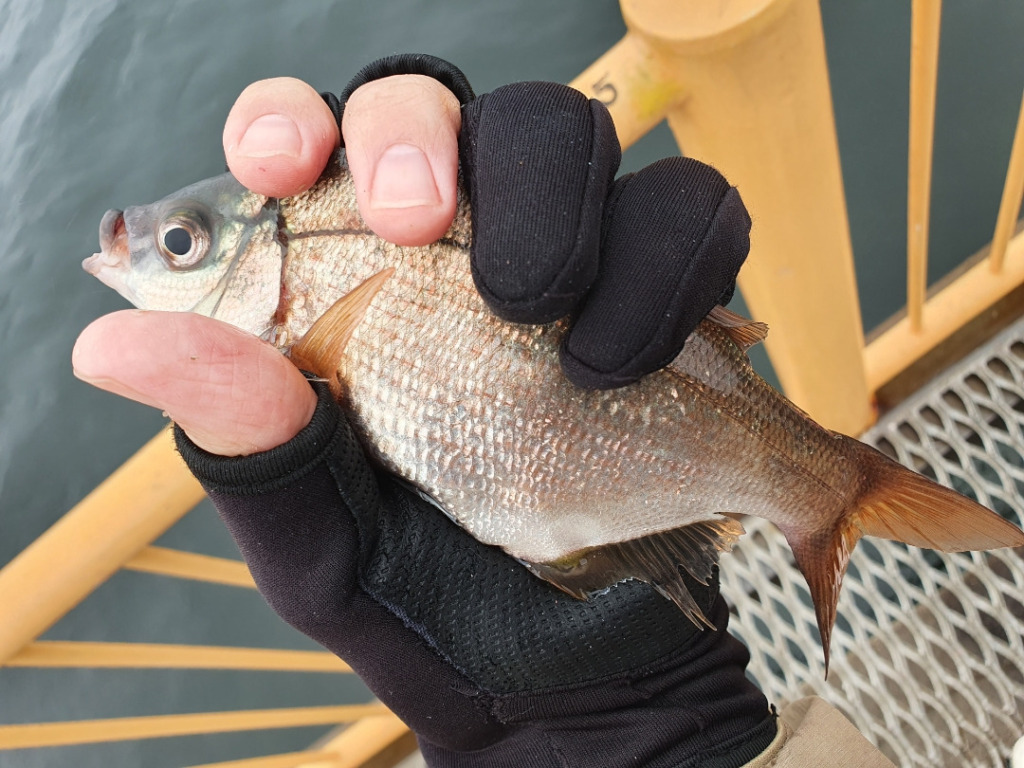 小雨の降る中フカセ釣りで高級魚が釣れた：釣れた状況とは？！