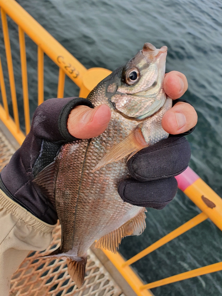快晴の中のウキフカセ釣り：神奈川 磯子海釣り施設