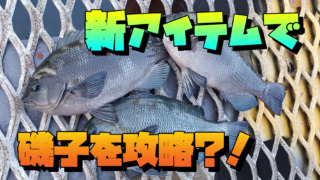 磯子のメジナはいずこへ・・・サバ祭りの中フカセ釣りをしてきた 神奈川