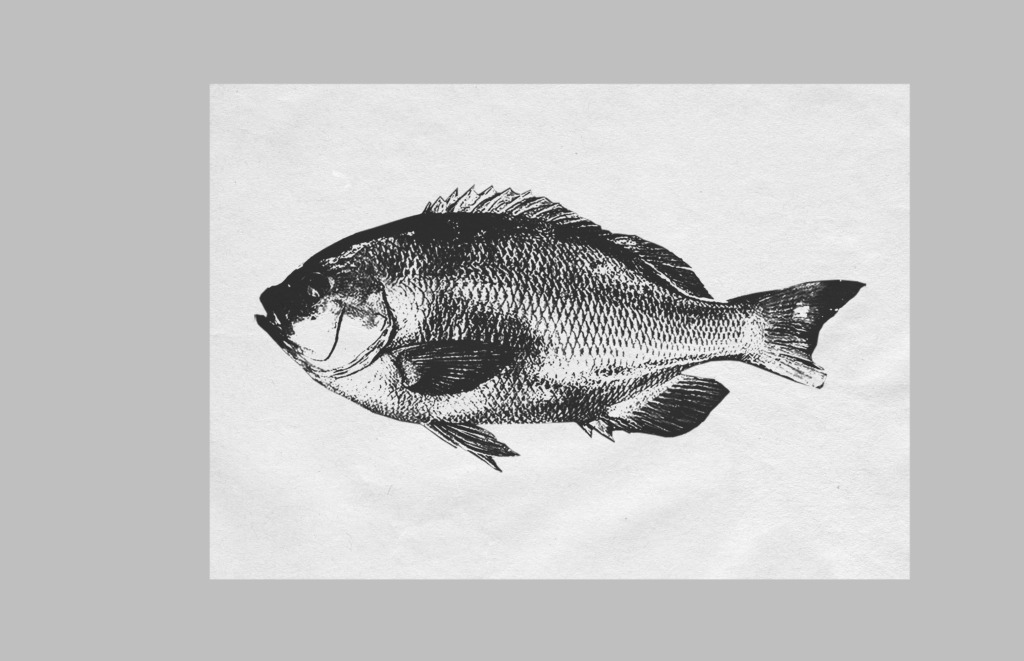 デジタル魚拓を無料で作ってみた!!作り方と作成工程を詳しく紹介!