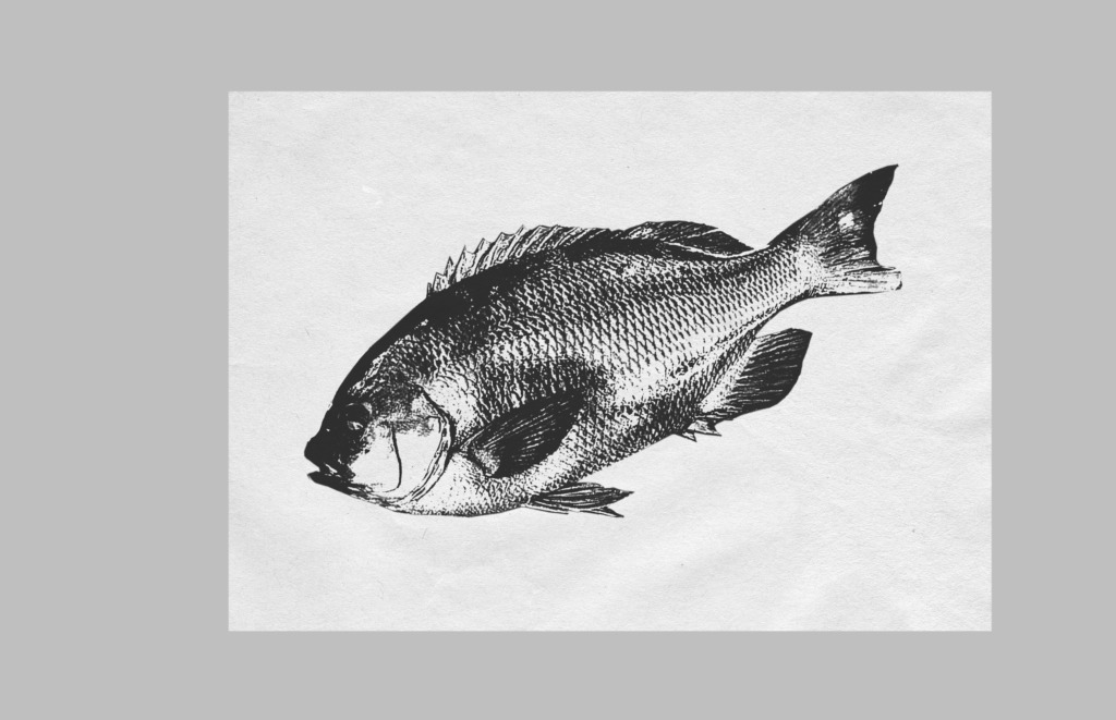 デジタル魚拓を無料で作ってみた!!作り方と作成工程を詳しく紹介!