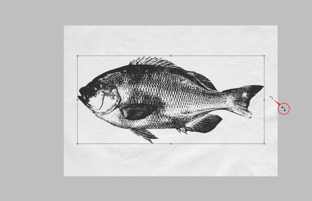 デジタル魚拓を無料で作ってみた!!作り方と作成工程を詳しく紹介!