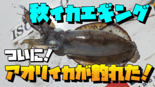 なぜか釣れる！と噂のエギ王K ムラムラチェリーでアオリイカを捕獲！ 秋イカ 神奈川