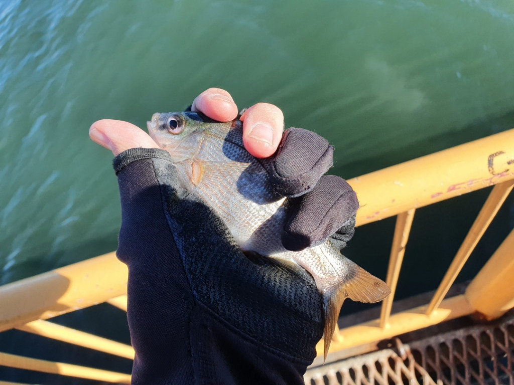 堤防でのフカセ釣りで良型グレ・クロダイ！ヒットウキは意外なアレだった
