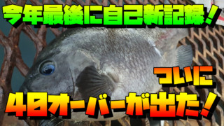 磯子のメジナはいずこへ・・・サバ祭りの中フカセ釣りをしてきた 神奈川