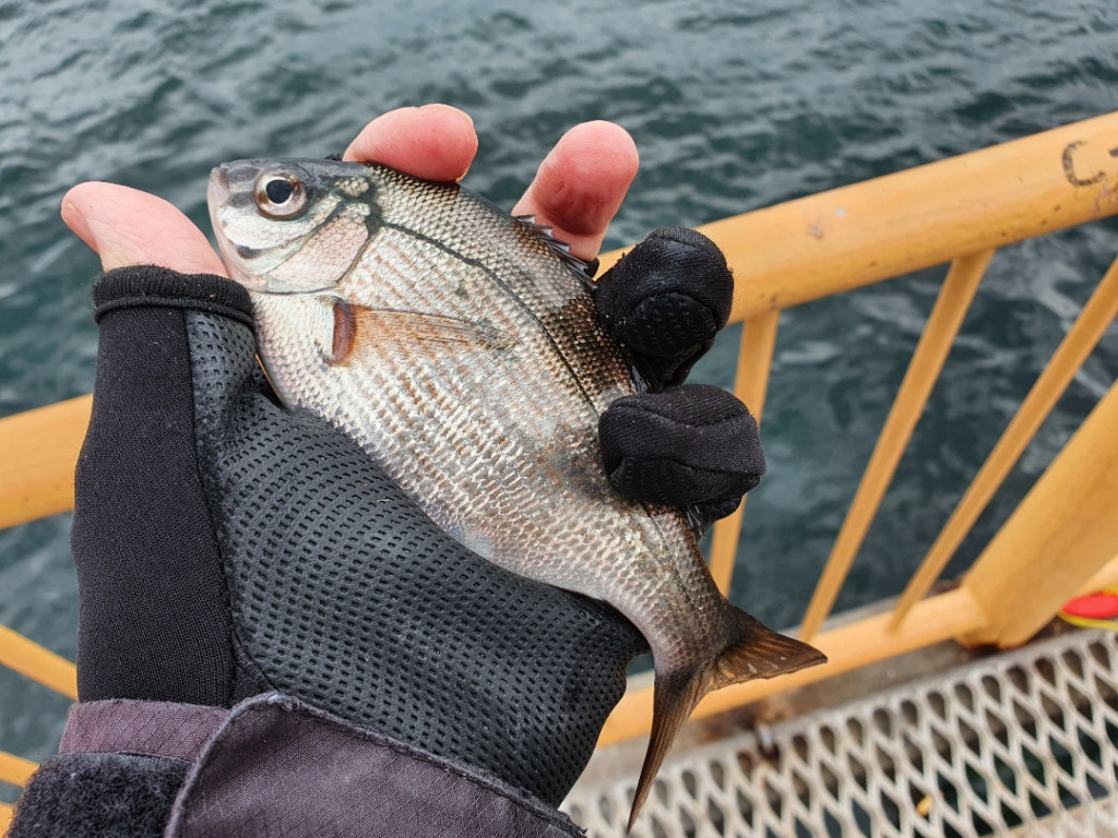 磯子海釣り施設から根岸湾へ　ウキフカセ釣りはしご釣行