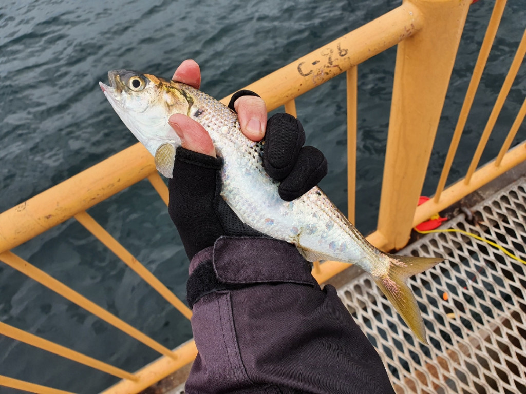 磯子海釣り施設から根岸湾へ　ウキフカセ釣りはしご釣行