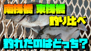 東扇島西公園 vs. 磯子海釣り施設: メジナ狙いのフカセ釣りはどちらがおすすめ？