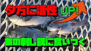 なんと先週に続いて大物がHIT！！フカセ釣り 横浜 磯子海釣り施設