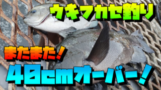 激渋なフカセ釣りでメジナがやっと1枚＆秋イカチャレンジ終盤戦 神奈川 釣り