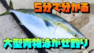 【平日釣行】ウキフカセ釣り 泳がせ釣りでは大物がHIT!!