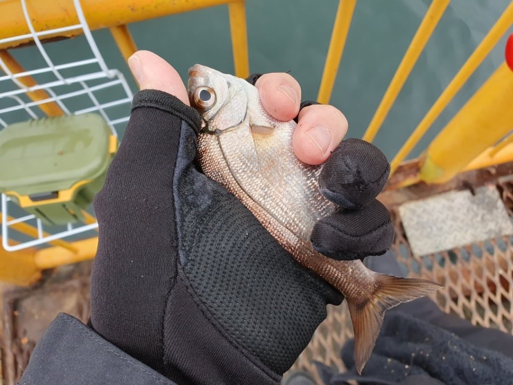 やっぱり来てしまった磯子海釣り施設　低水温の中でメジナを狙う！