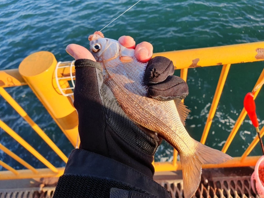 中央桟橋でフカセ釣りをしてみたら？！磯子海釣り施設