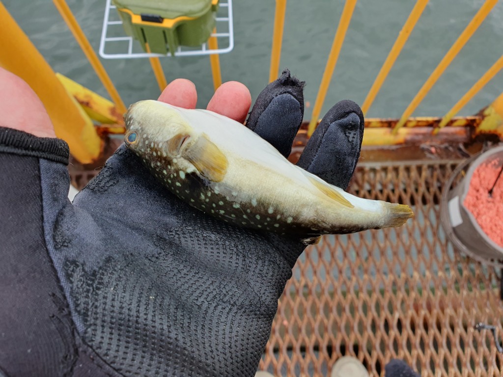 40cmオーバーが連日釣れている磯子で良型メジナを狙ってみた 神奈川 フカセ釣り