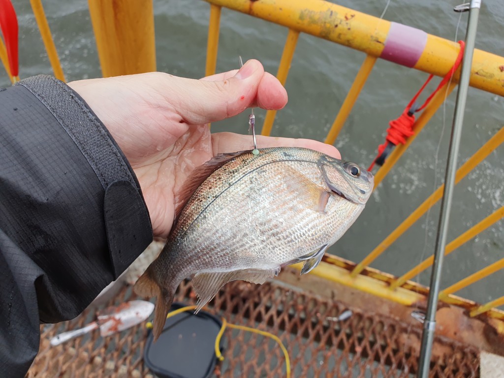 【平日釣行】ウキフカセ釣り 泳がせ釣りでは大物がHIT!!