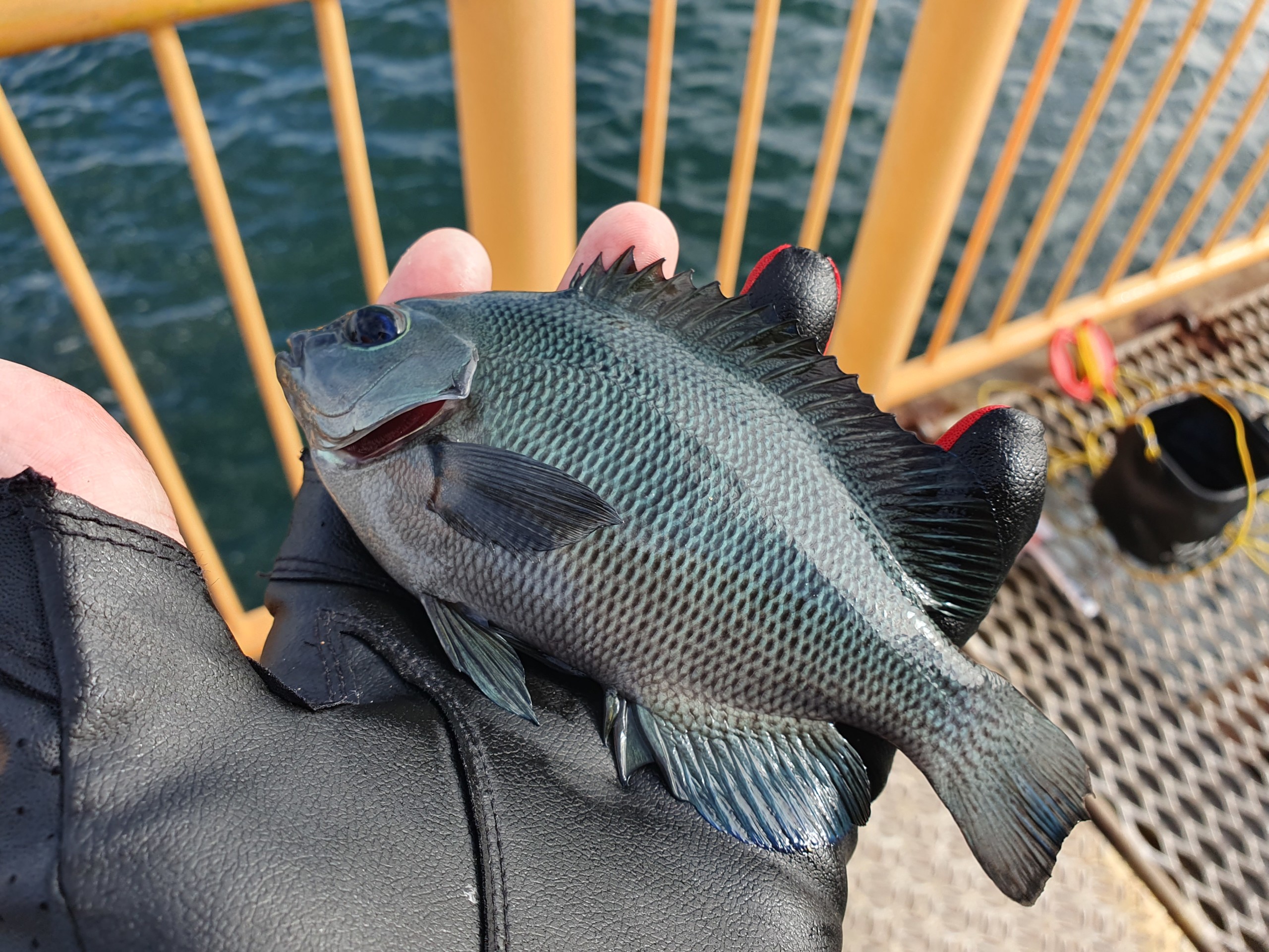 メジナの数釣りを楽しめるウキフカセ釣り 最後には良型も！ 神奈川