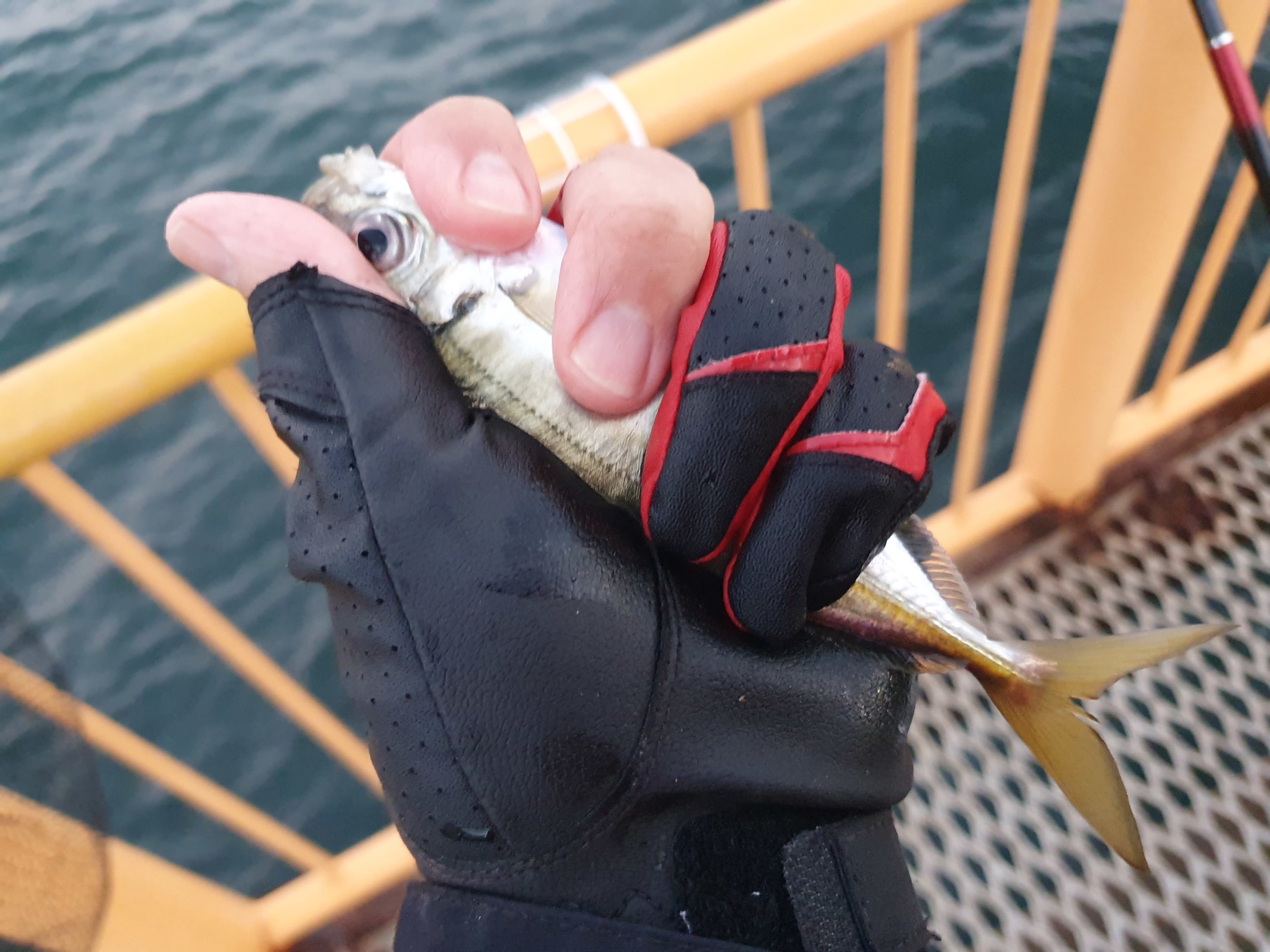 メジナの数釣りを楽しめるウキフカセ釣り 最後には良型も！ 神奈川