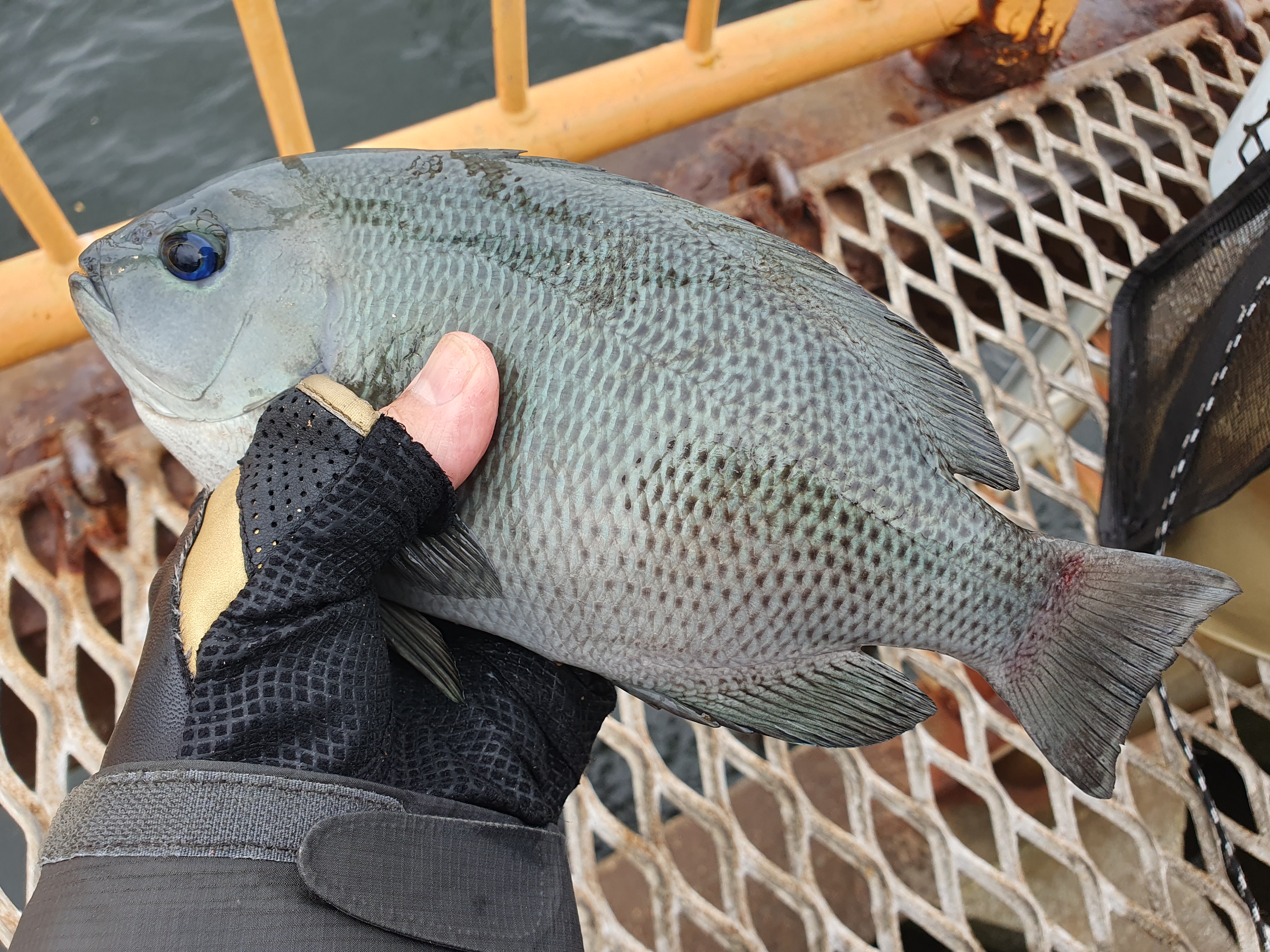強風と雨の中釣り修行!渋い状況でなんとかメジナ2匹の釣果