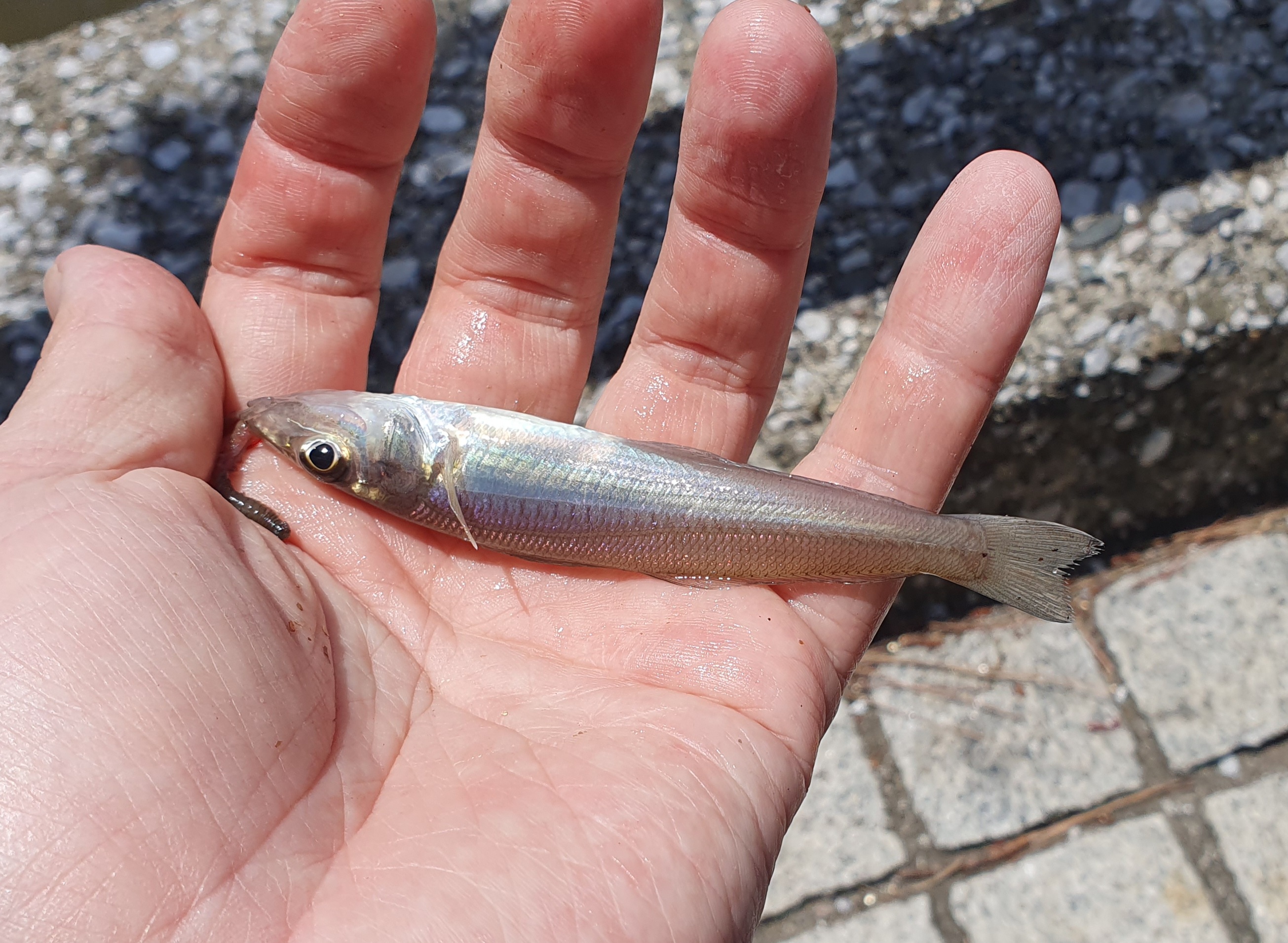 金沢八景 対岸 岸壁 シーパラダイス 釣果 シロギス 2025/8