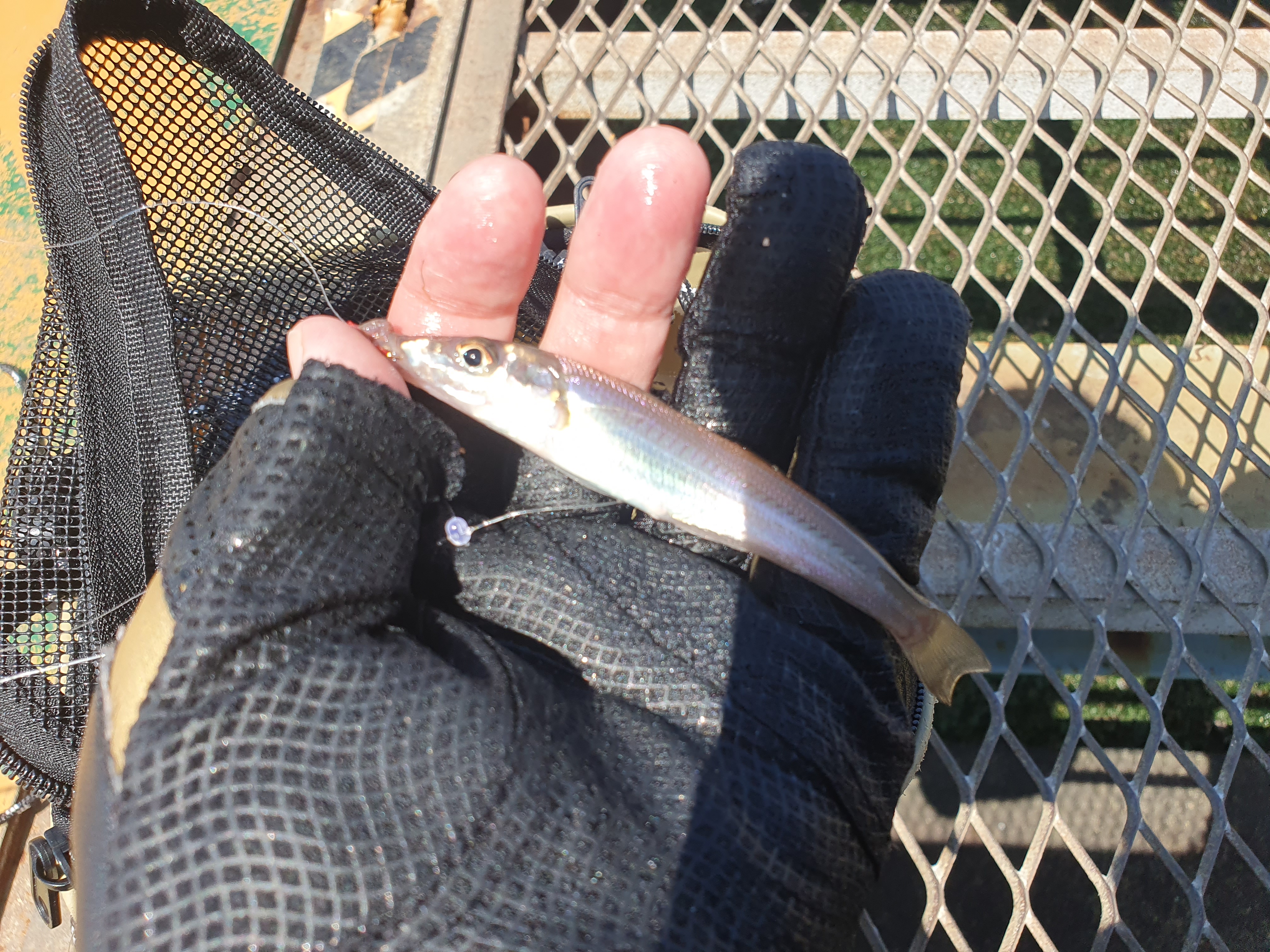 横浜 大黒海づり施設 釣り