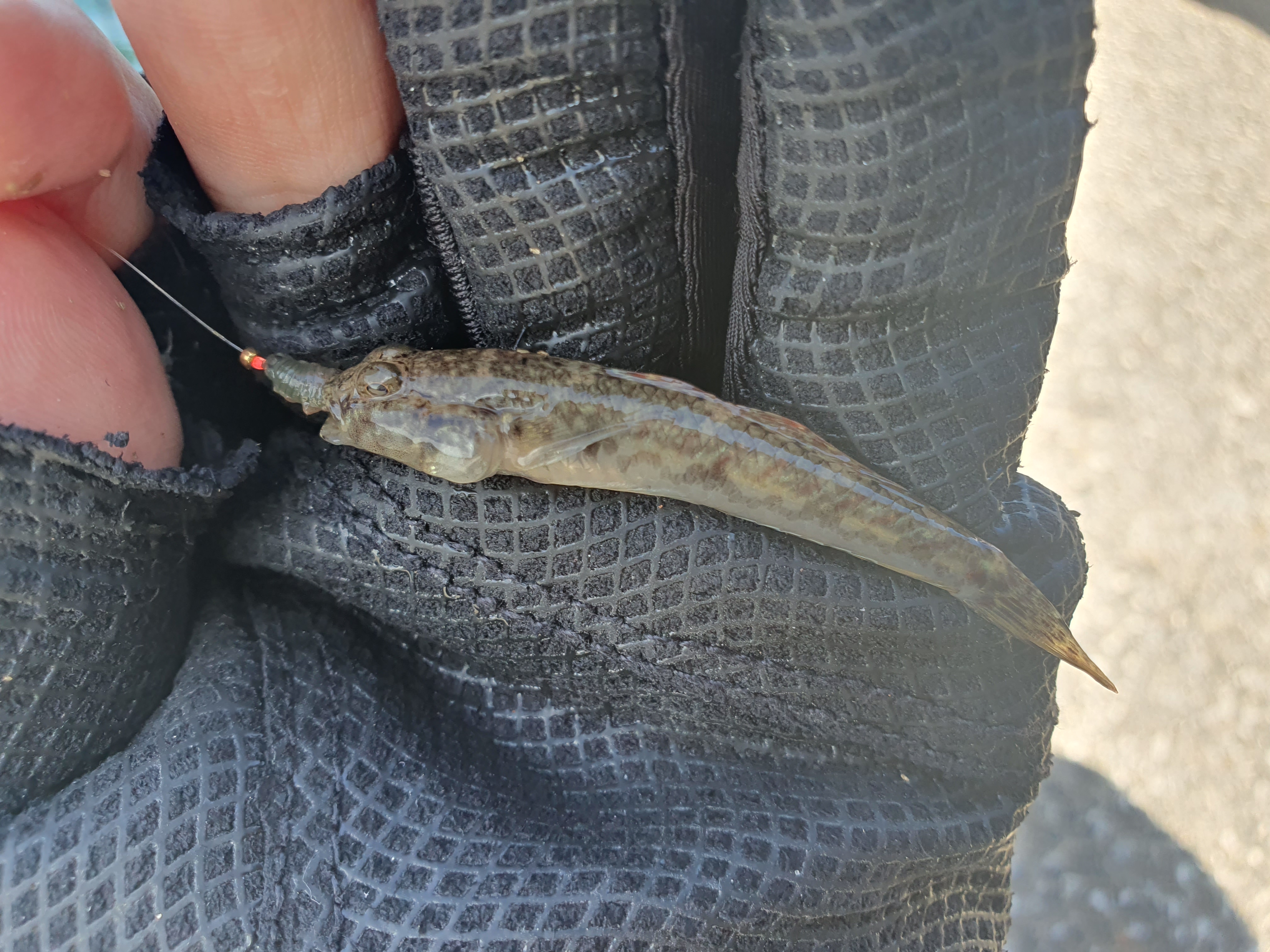 横須賀 うみかぜ公園 釣り