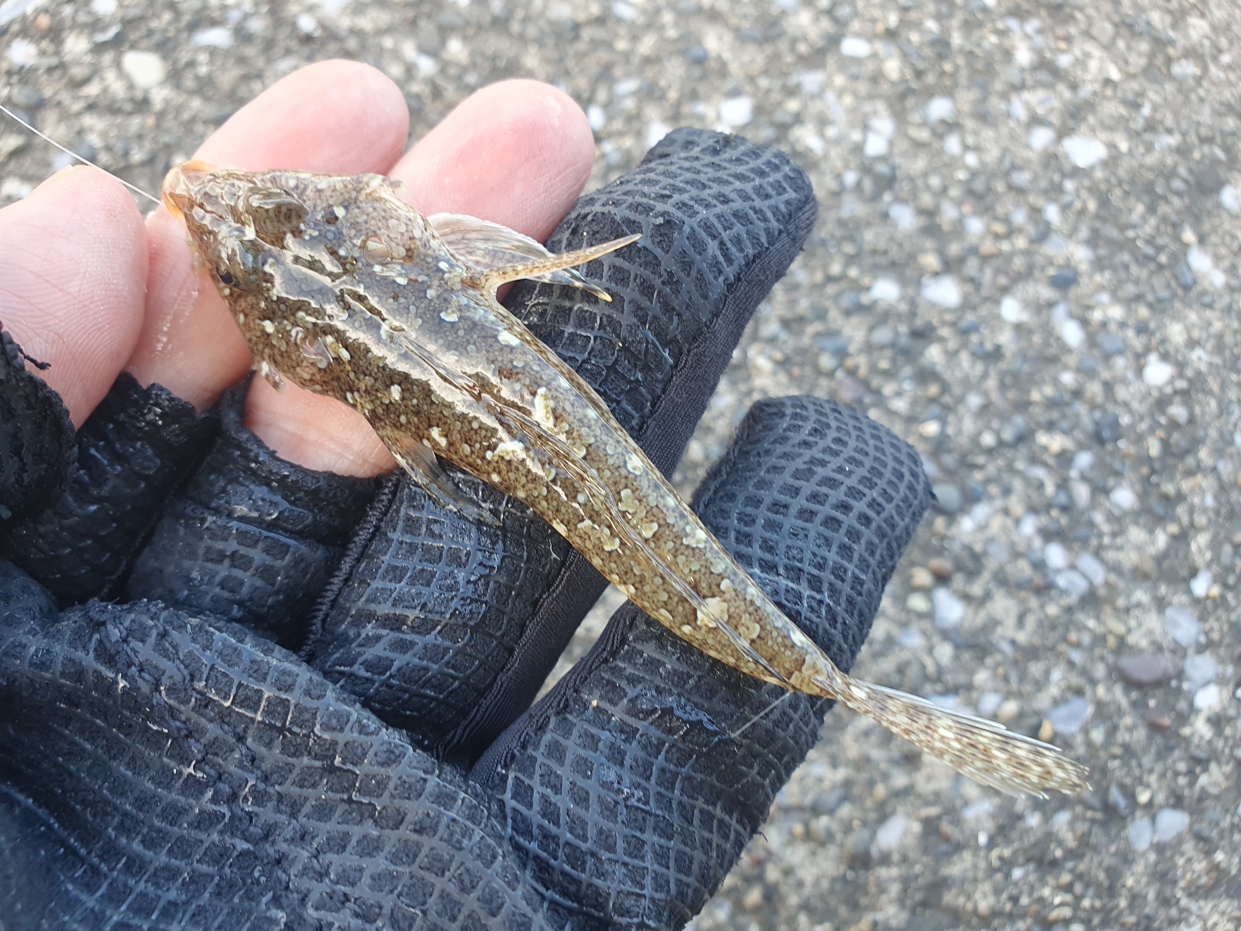 横須賀 うみかぜ公園 釣り