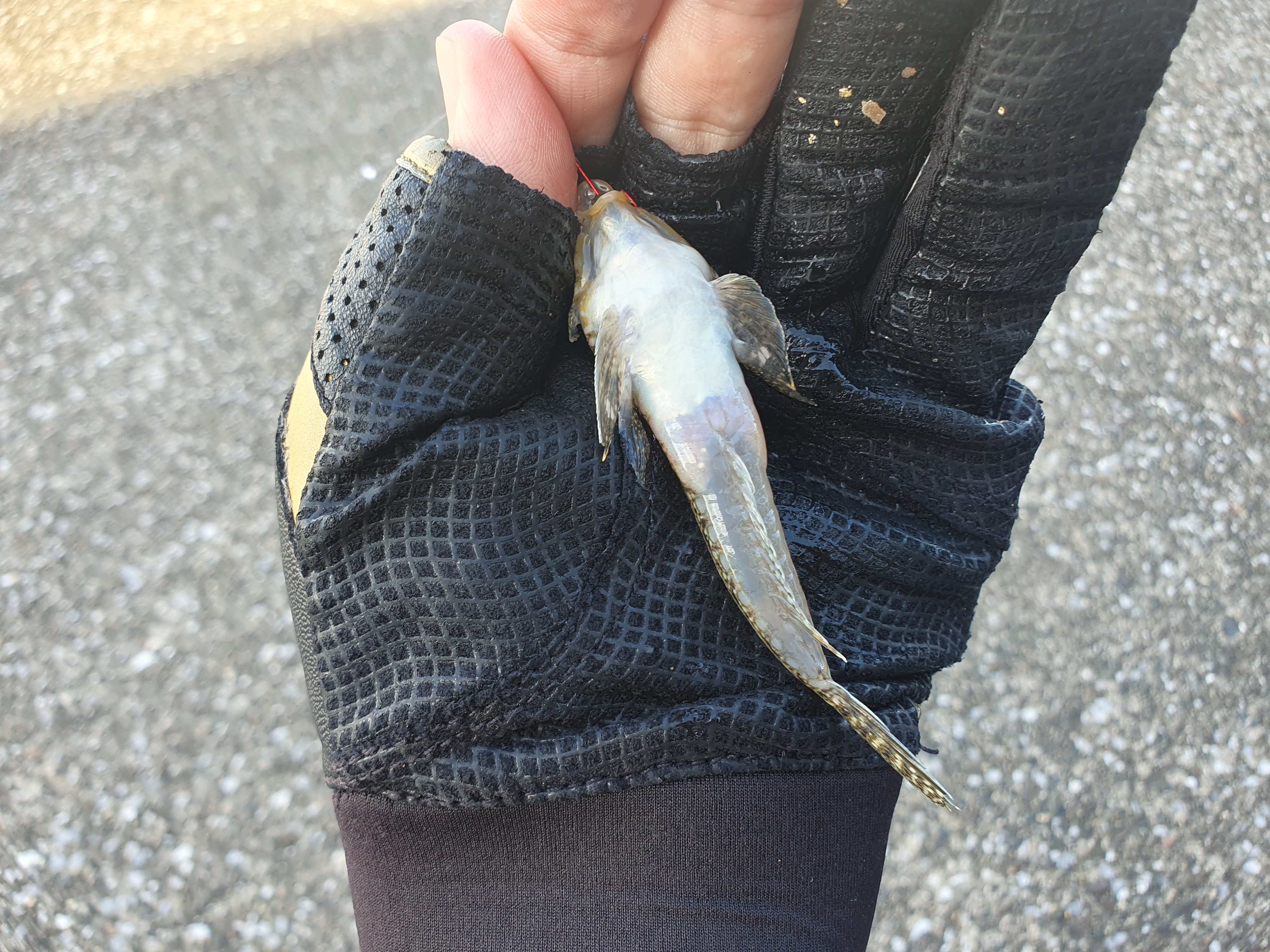 横須賀 うみかぜ公園 釣り