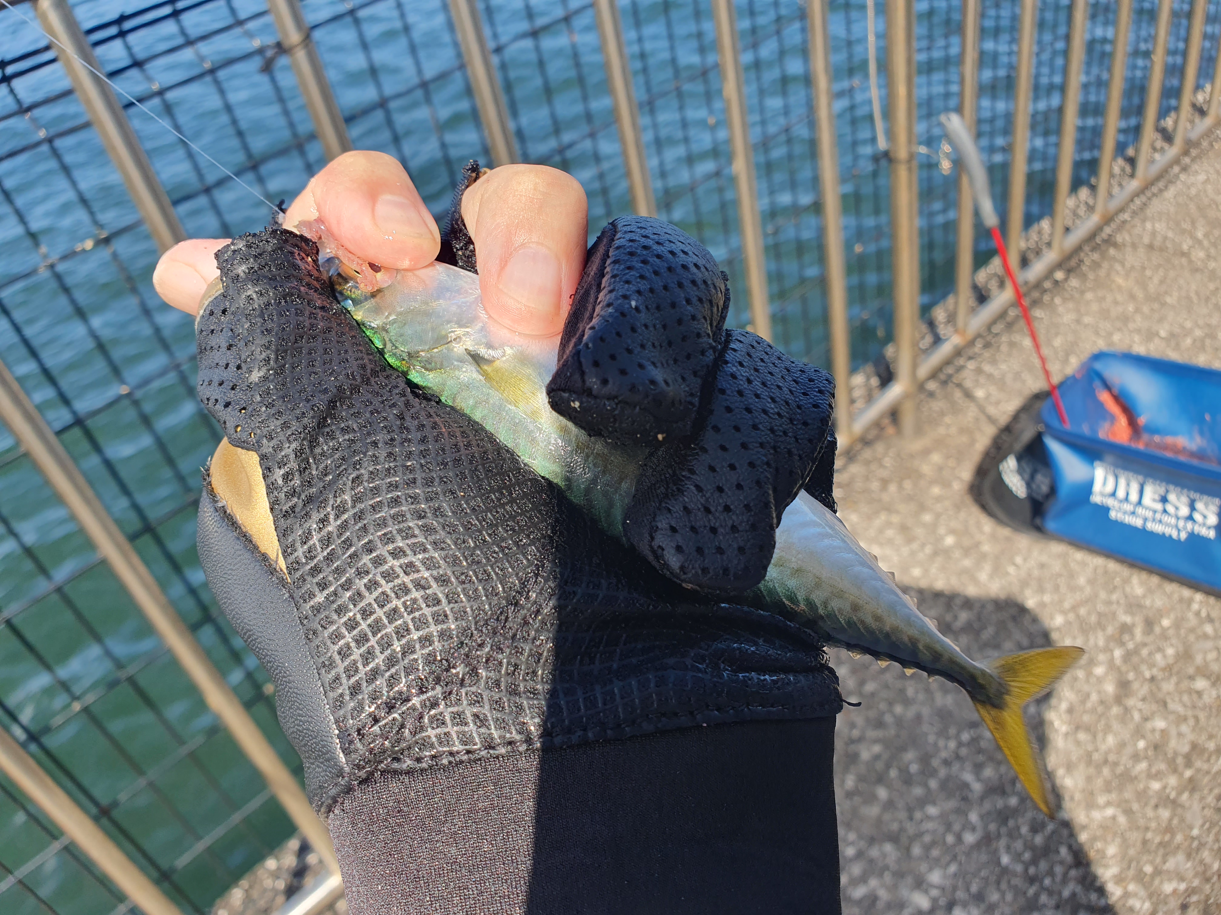 横須賀 うみかぜ公園 釣り