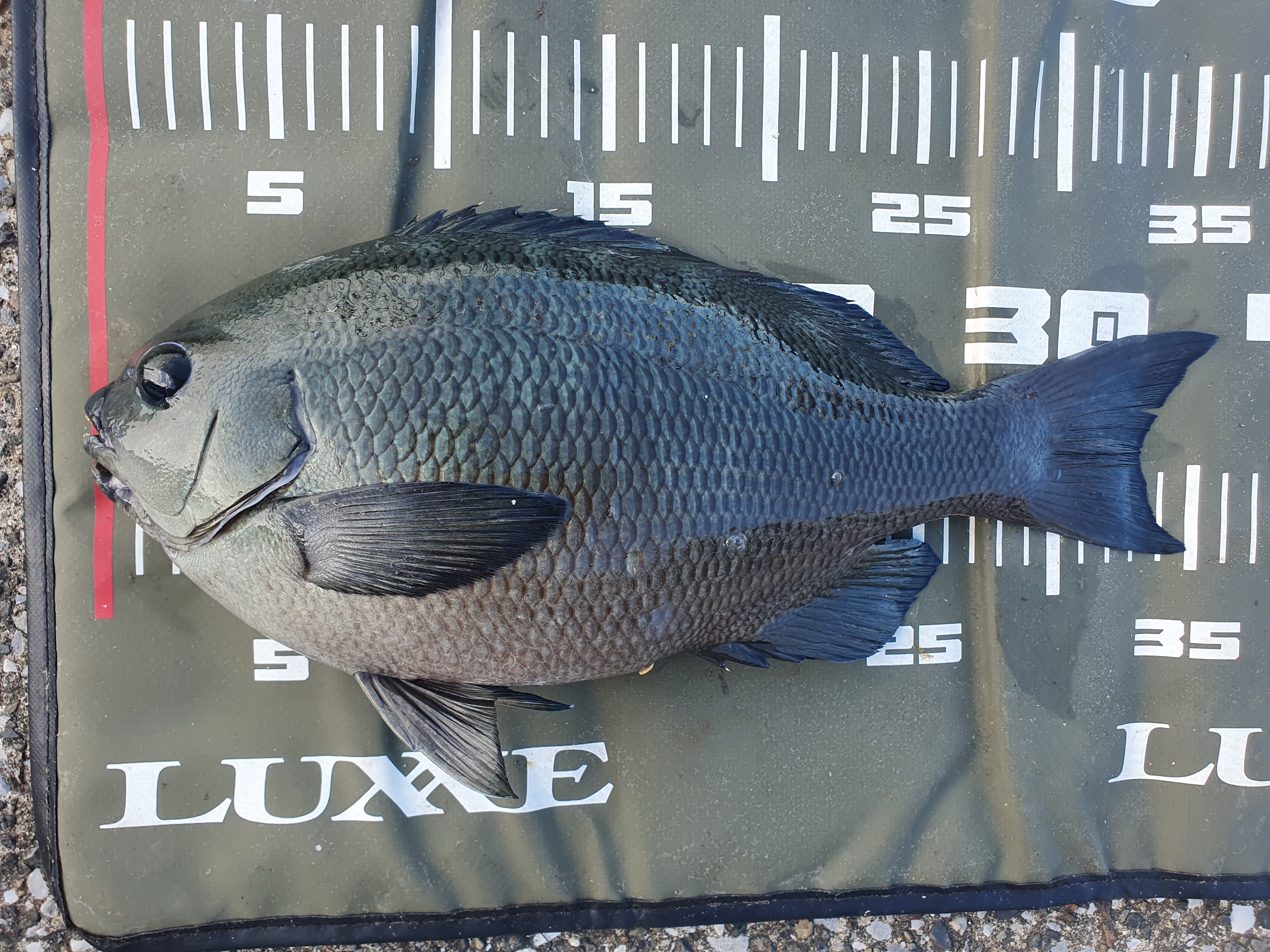 横須賀 うみかぜ公園 釣り