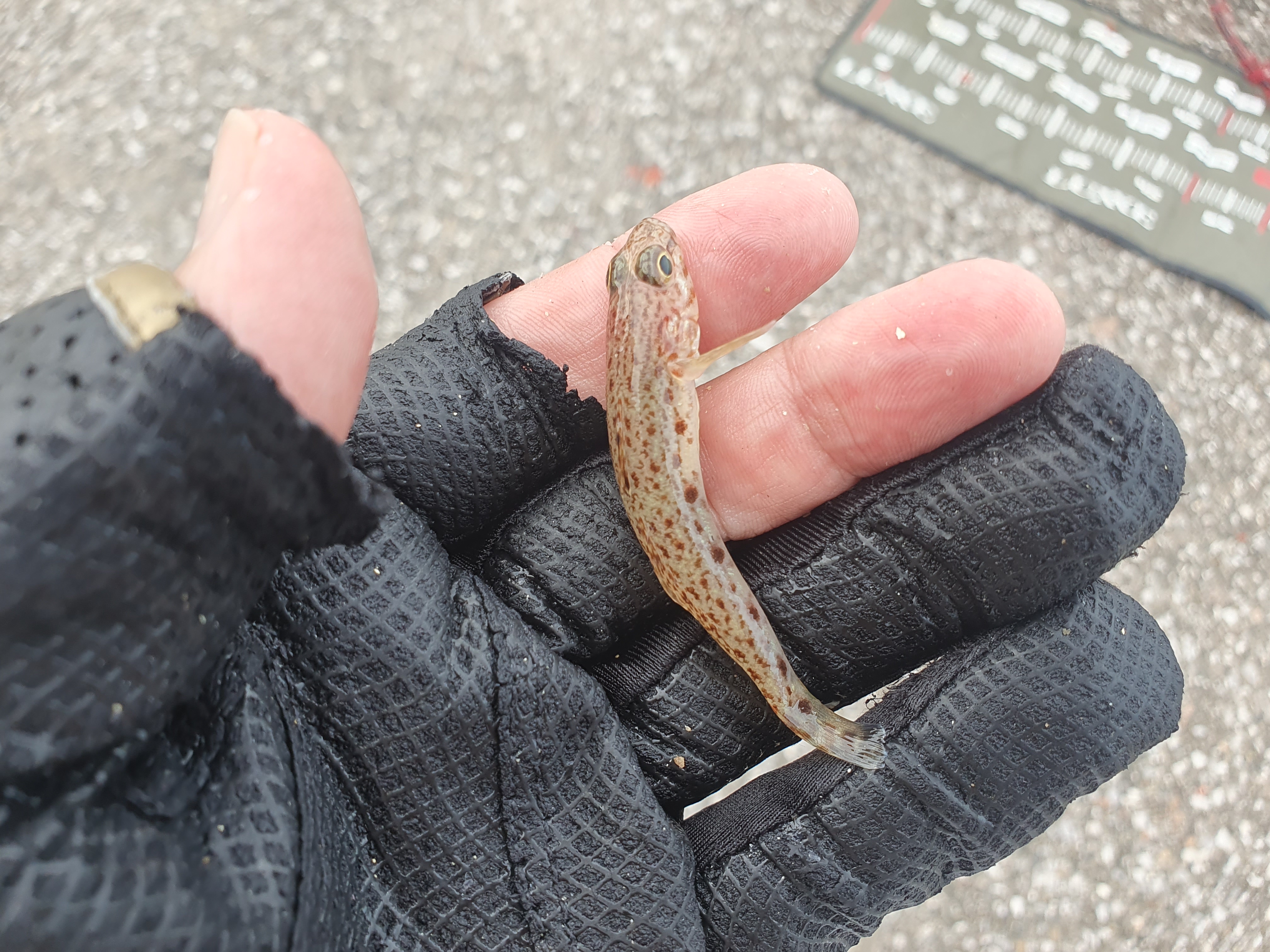 横須賀 うみかぜ公園 釣り