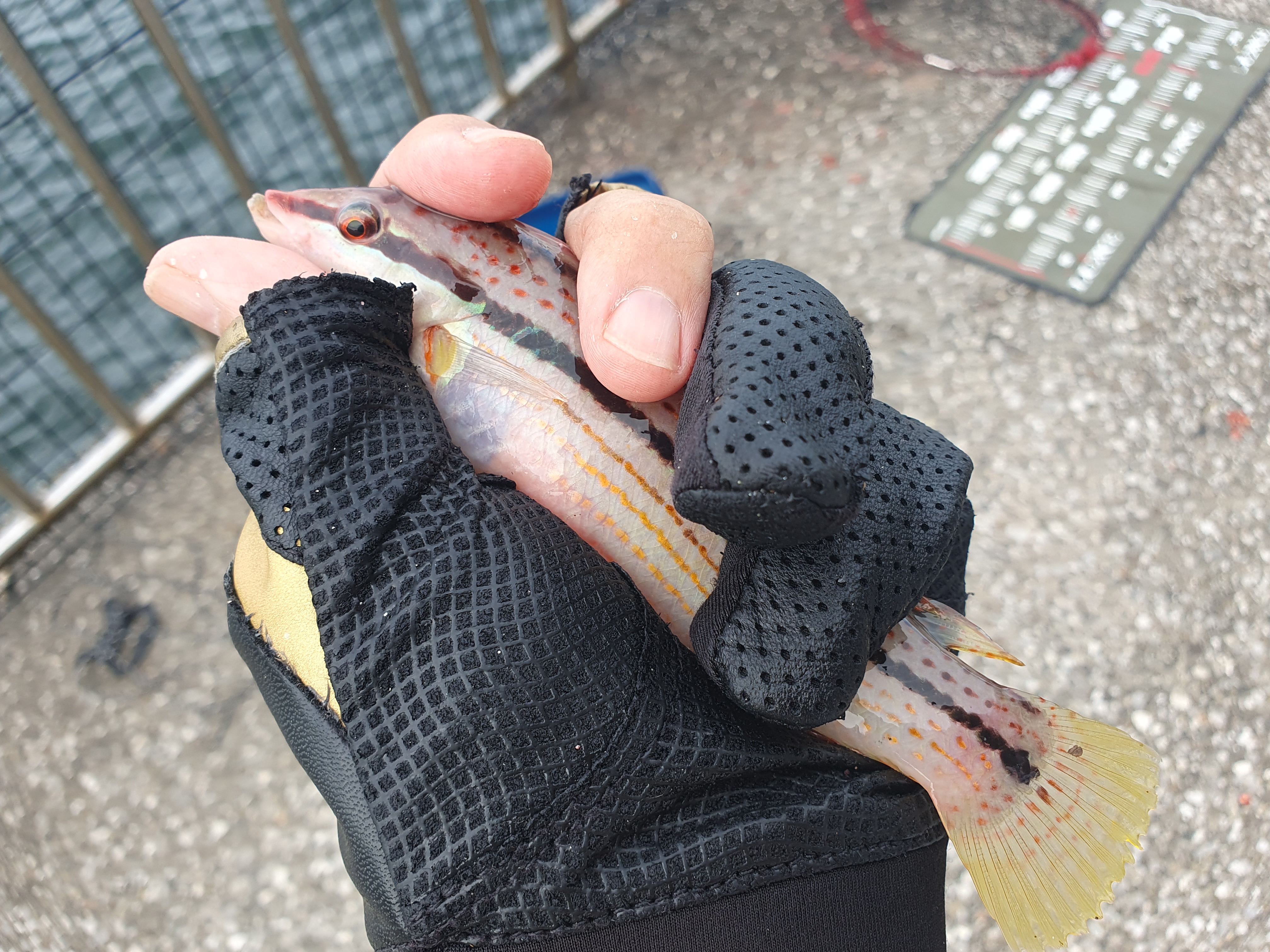 横須賀 うみかぜ公園 釣り