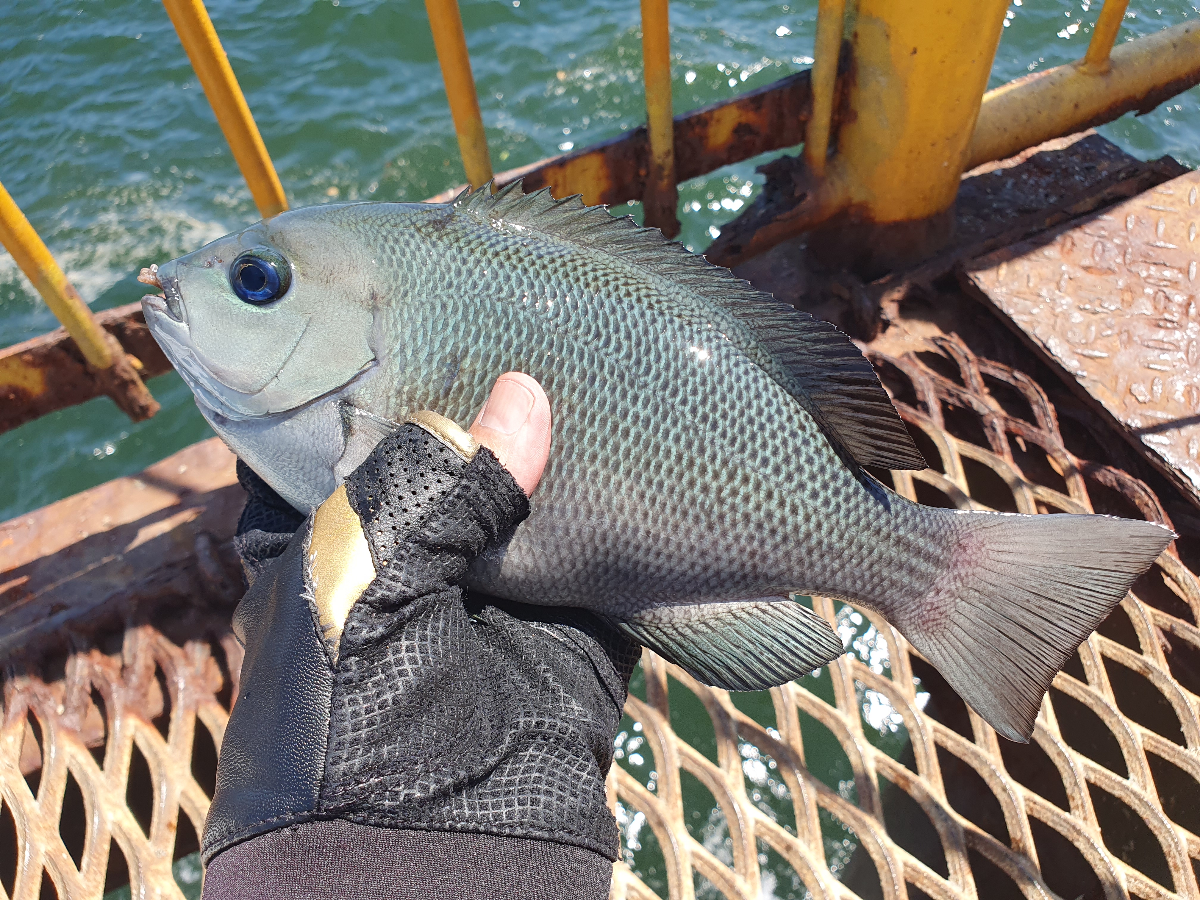磯子海づり施設 釣り 横浜