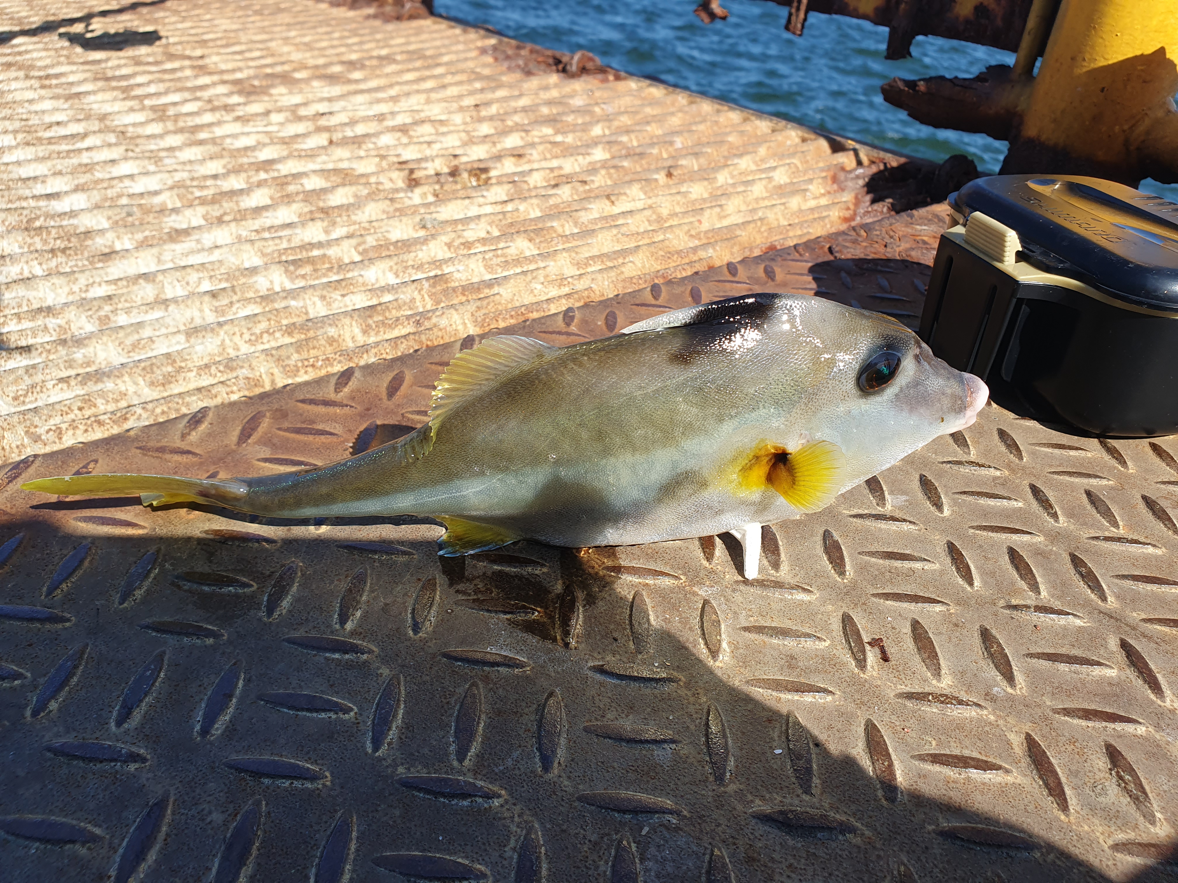 磯子海づり施設 釣り 横浜