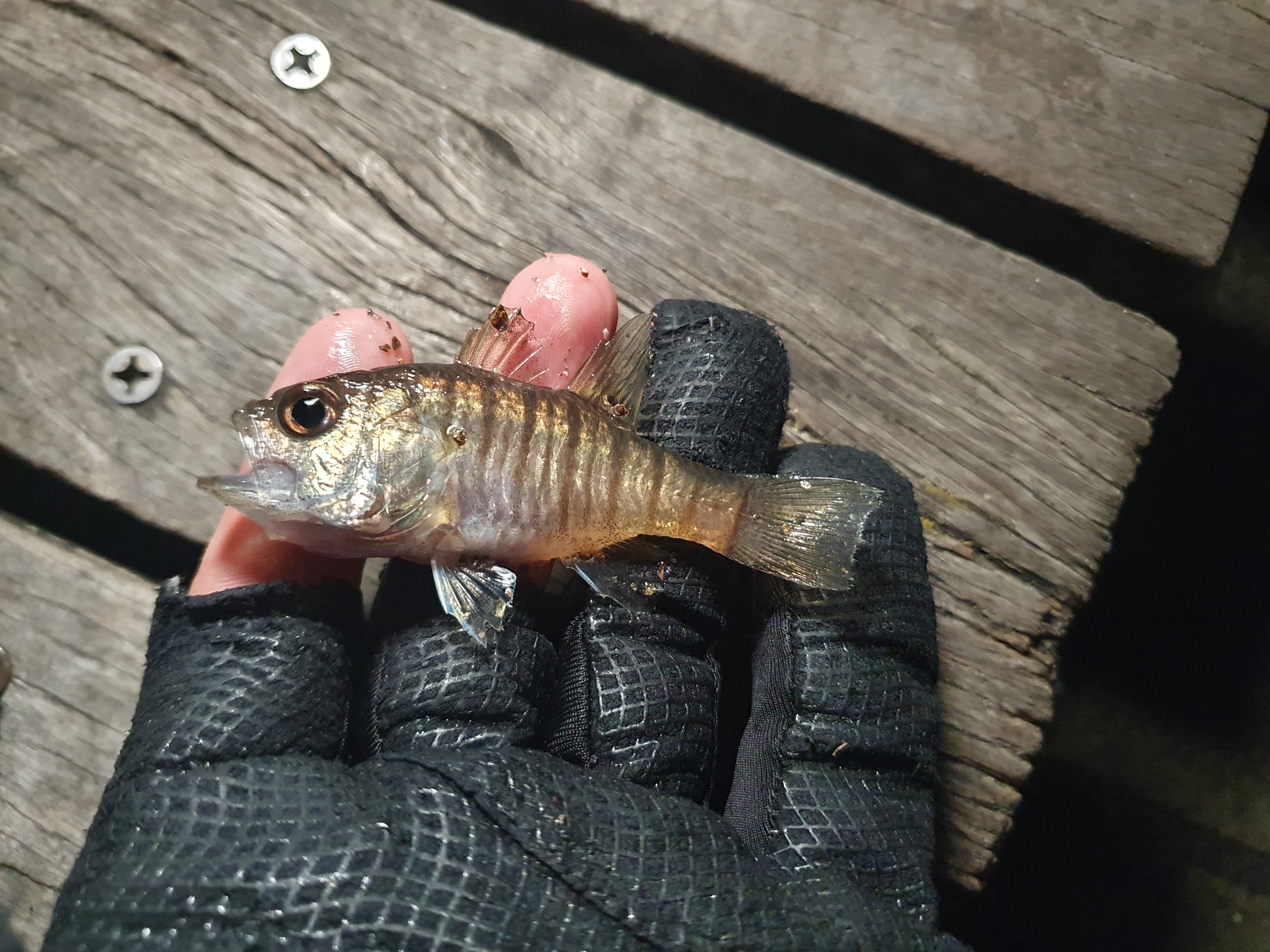 東扇島西公園 釣り 夜釣り