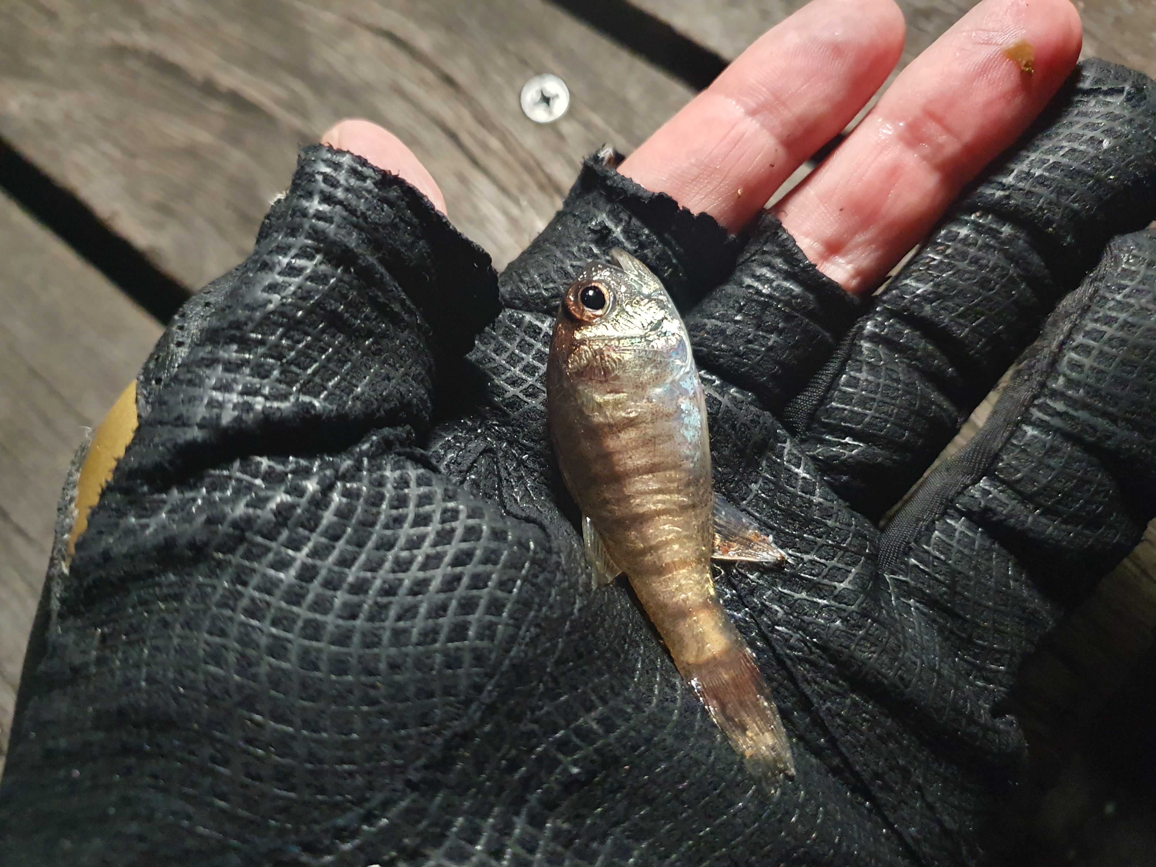 東扇島西公園 釣り 夜釣り