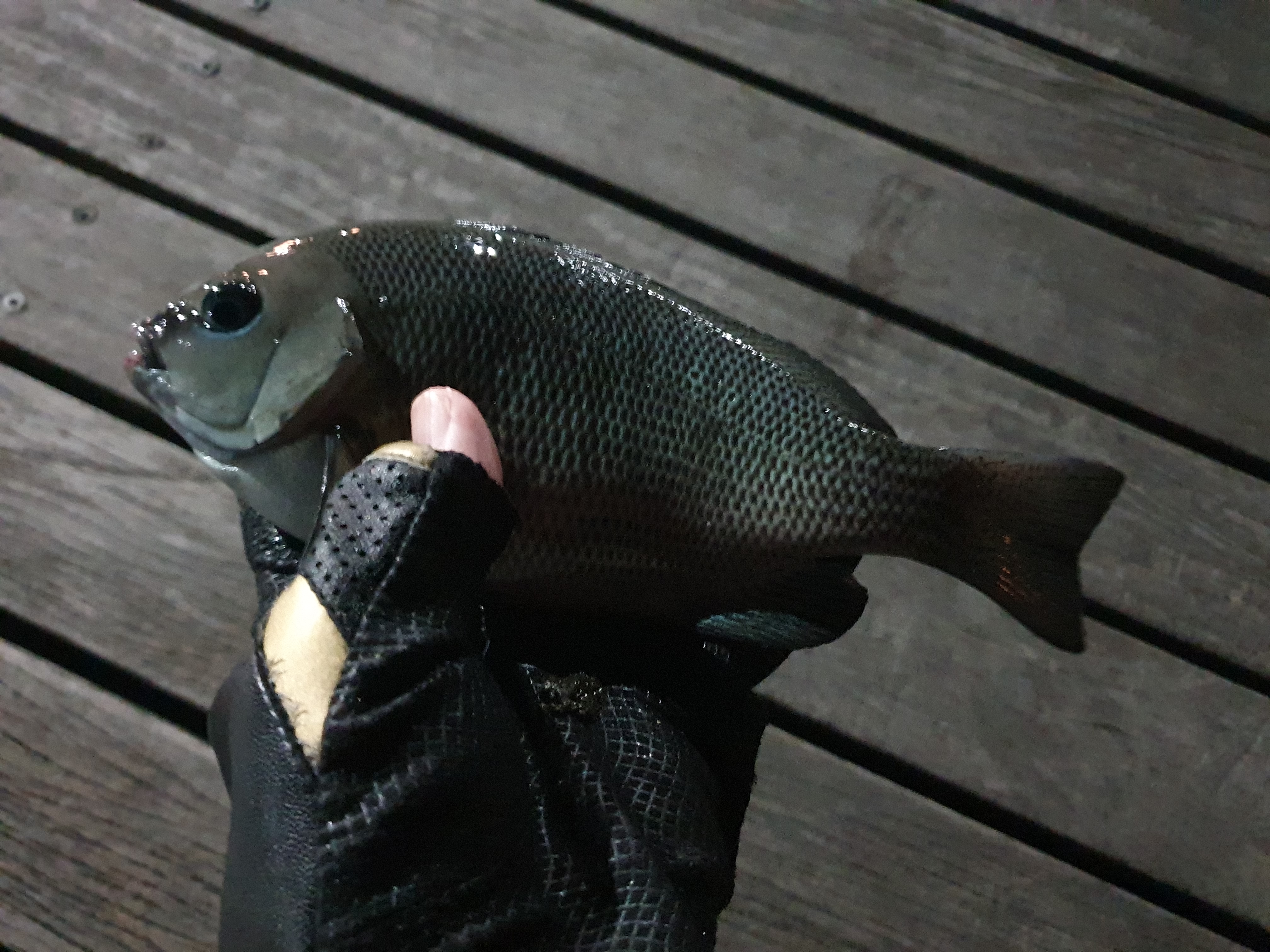 東扇島西公園 釣り 夜釣り