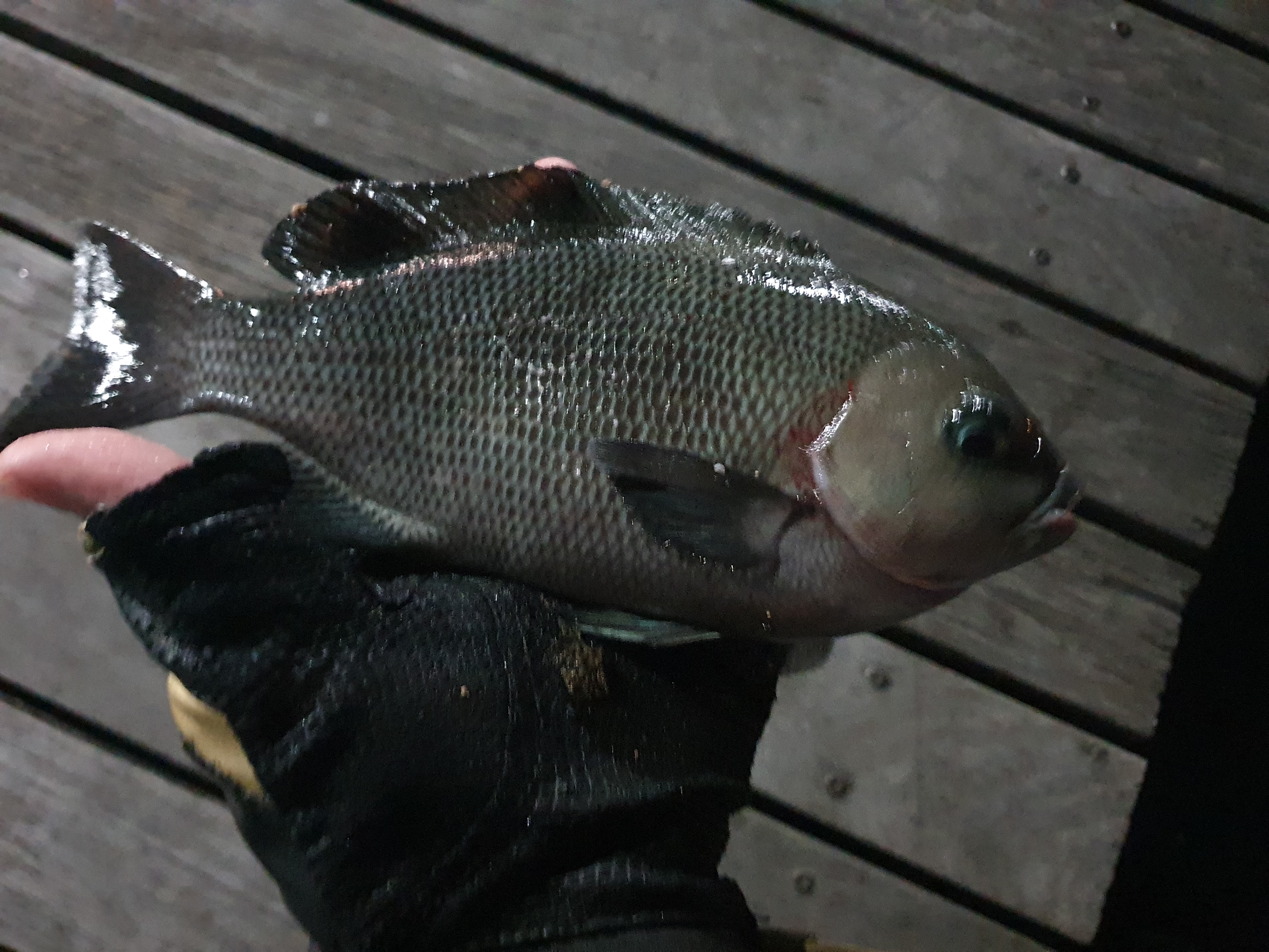 東扇島西公園 釣り 夜釣り