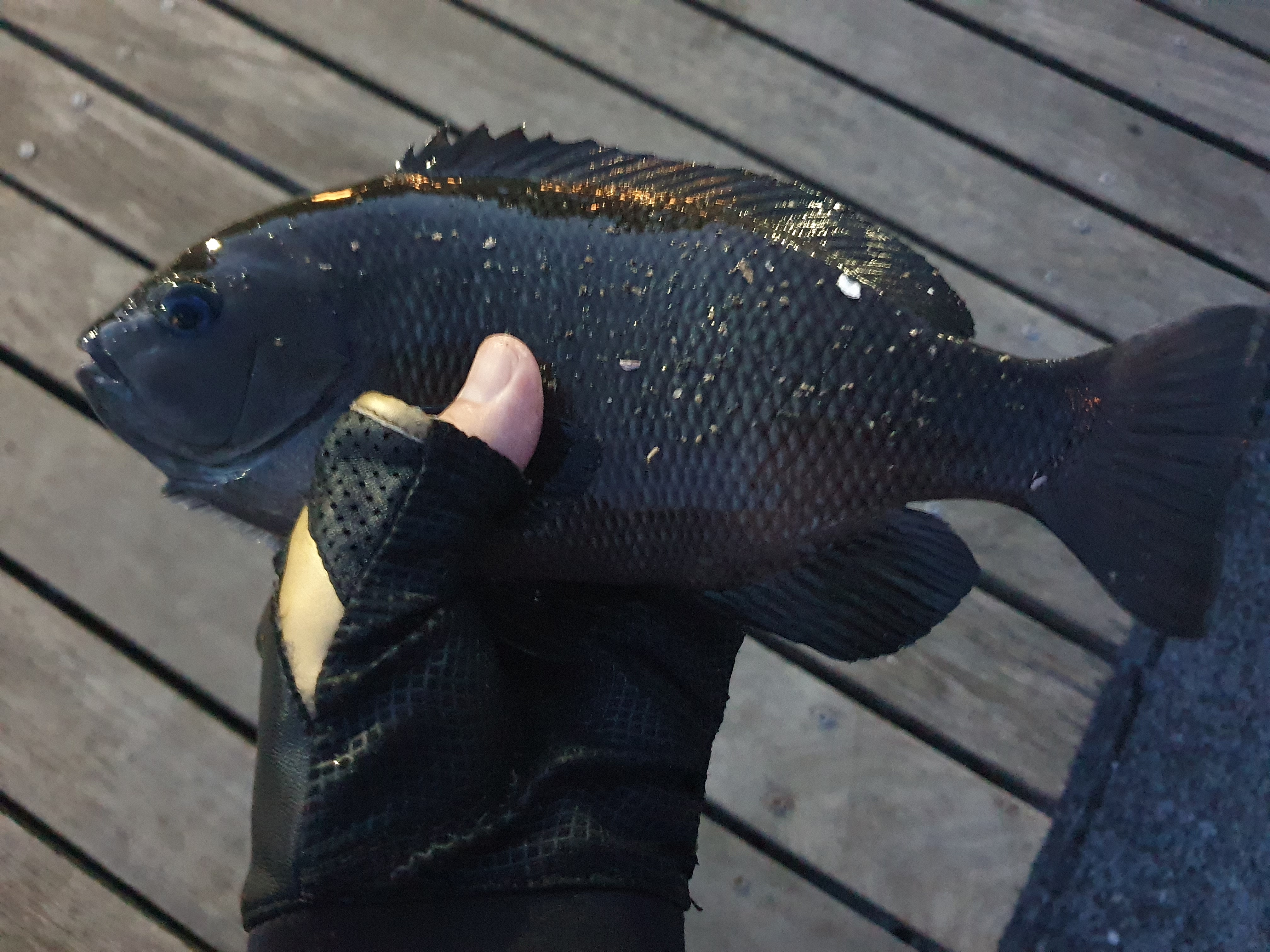 東扇島西公園 釣り 夜釣り