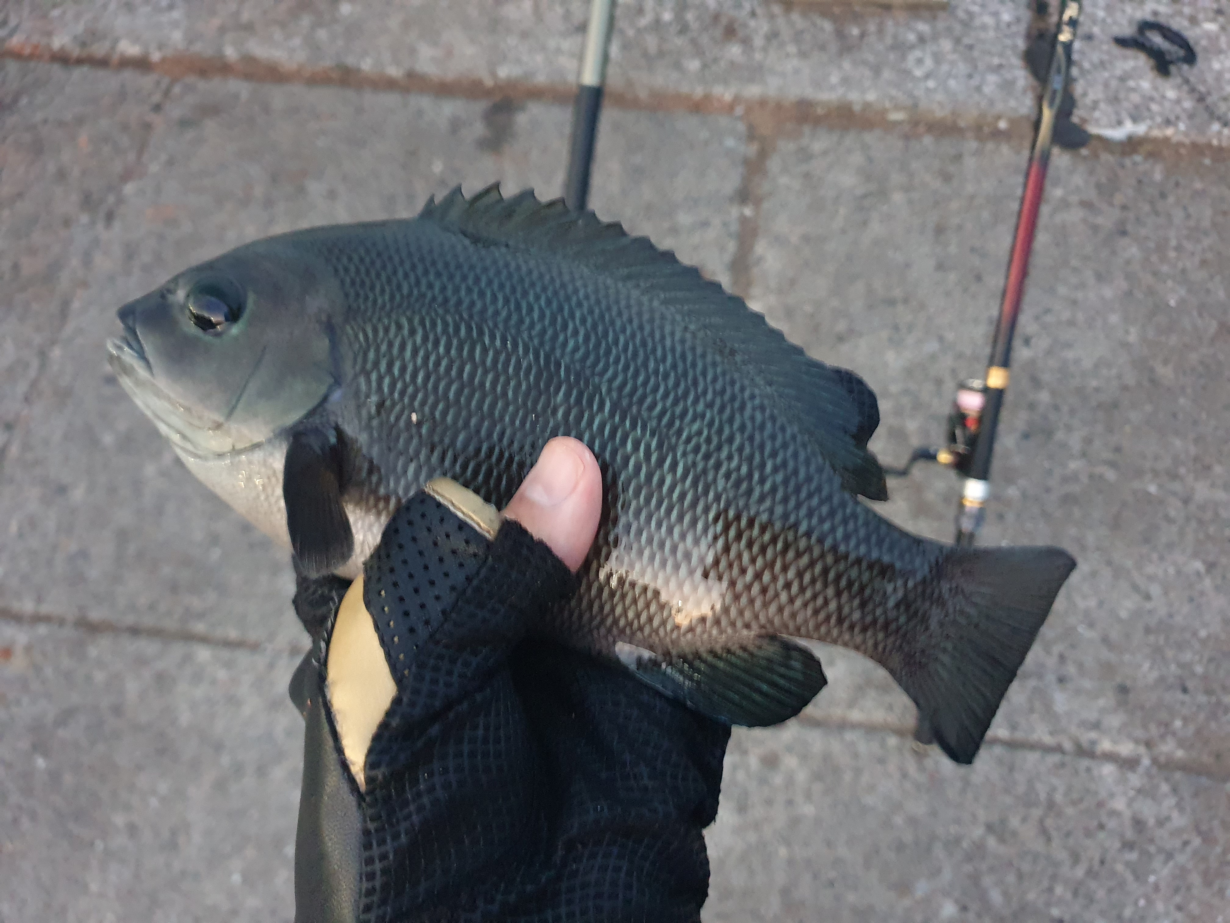 東扇島西公園 釣り 夜釣り