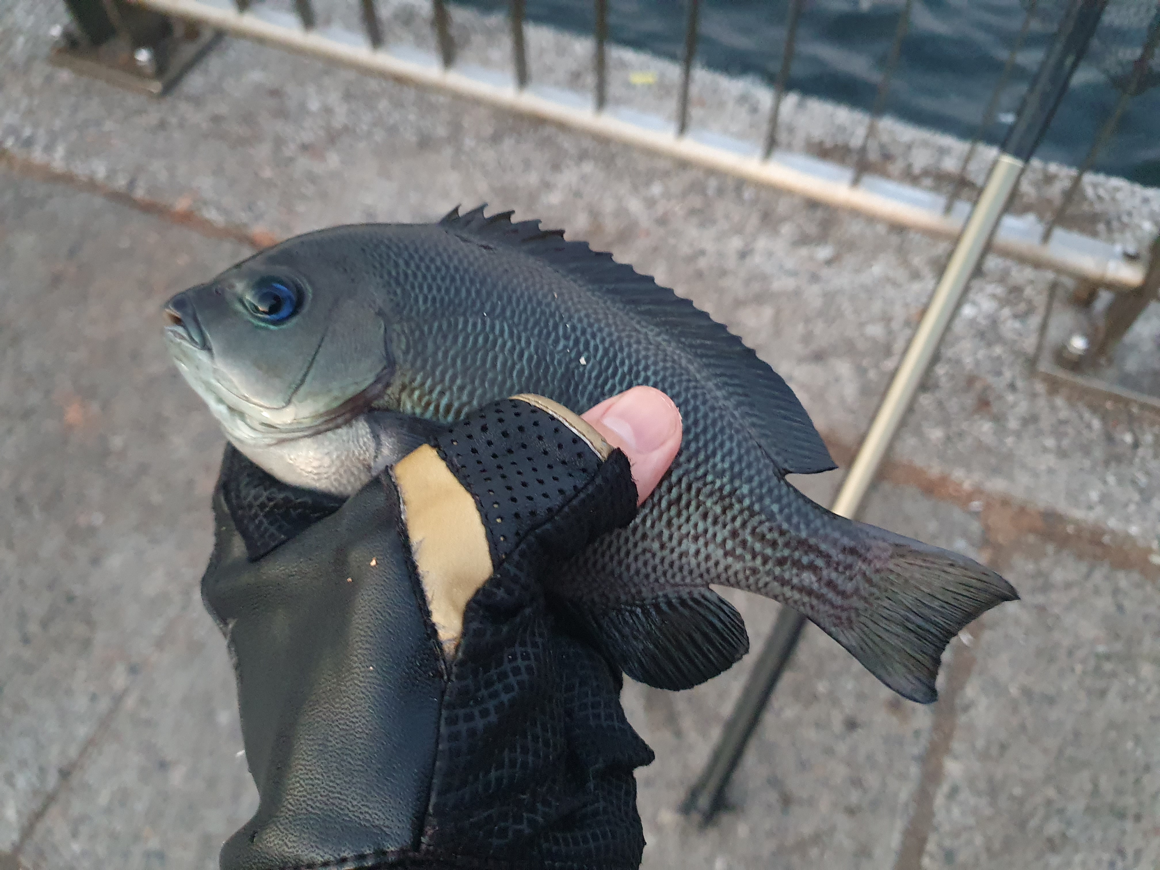 東扇島西公園 釣り 夜釣り