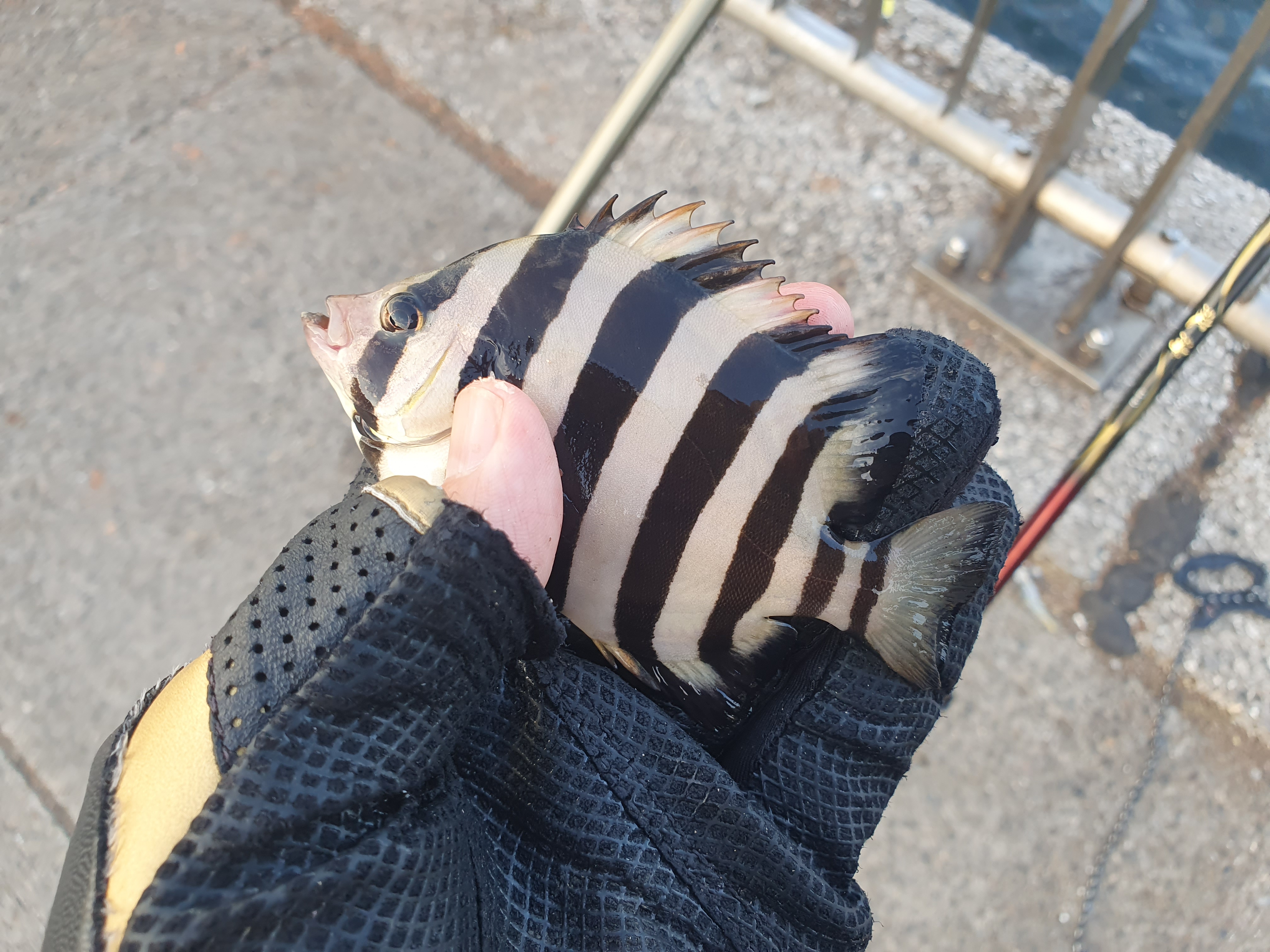 東扇島西公園 釣り 夜釣り