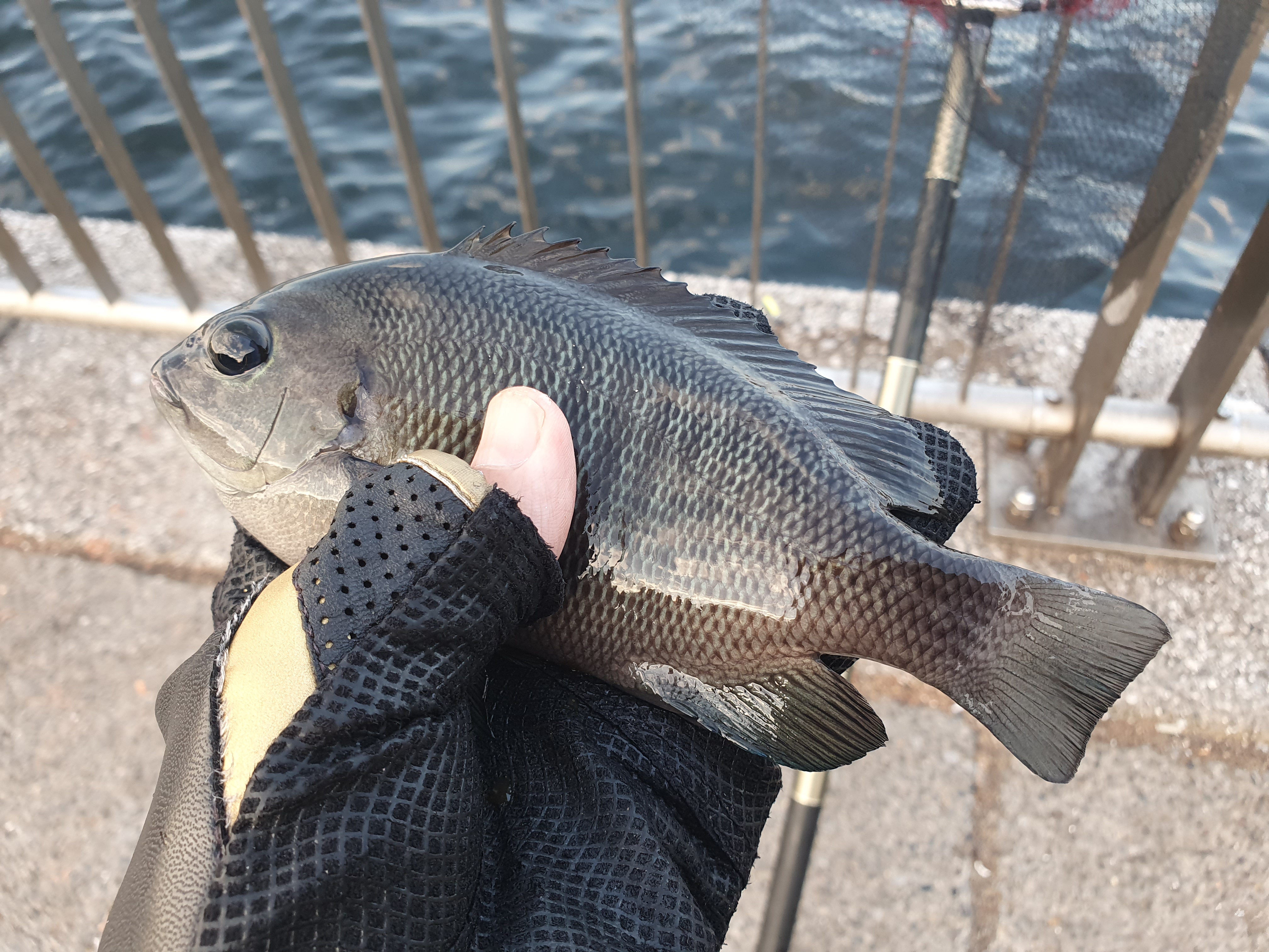 東扇島西公園 釣り 夜釣り