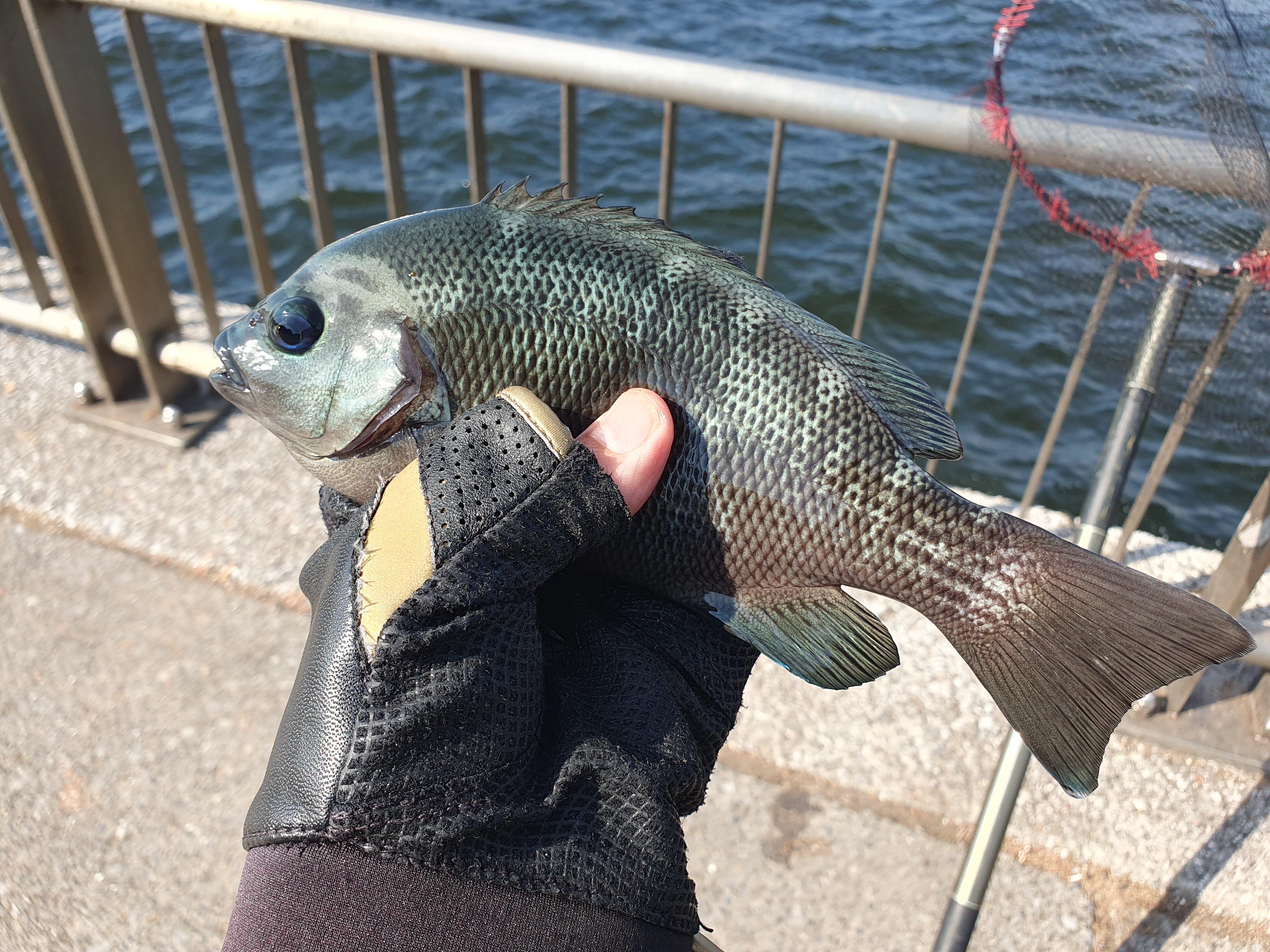 東扇島西公園 釣り 夜釣り