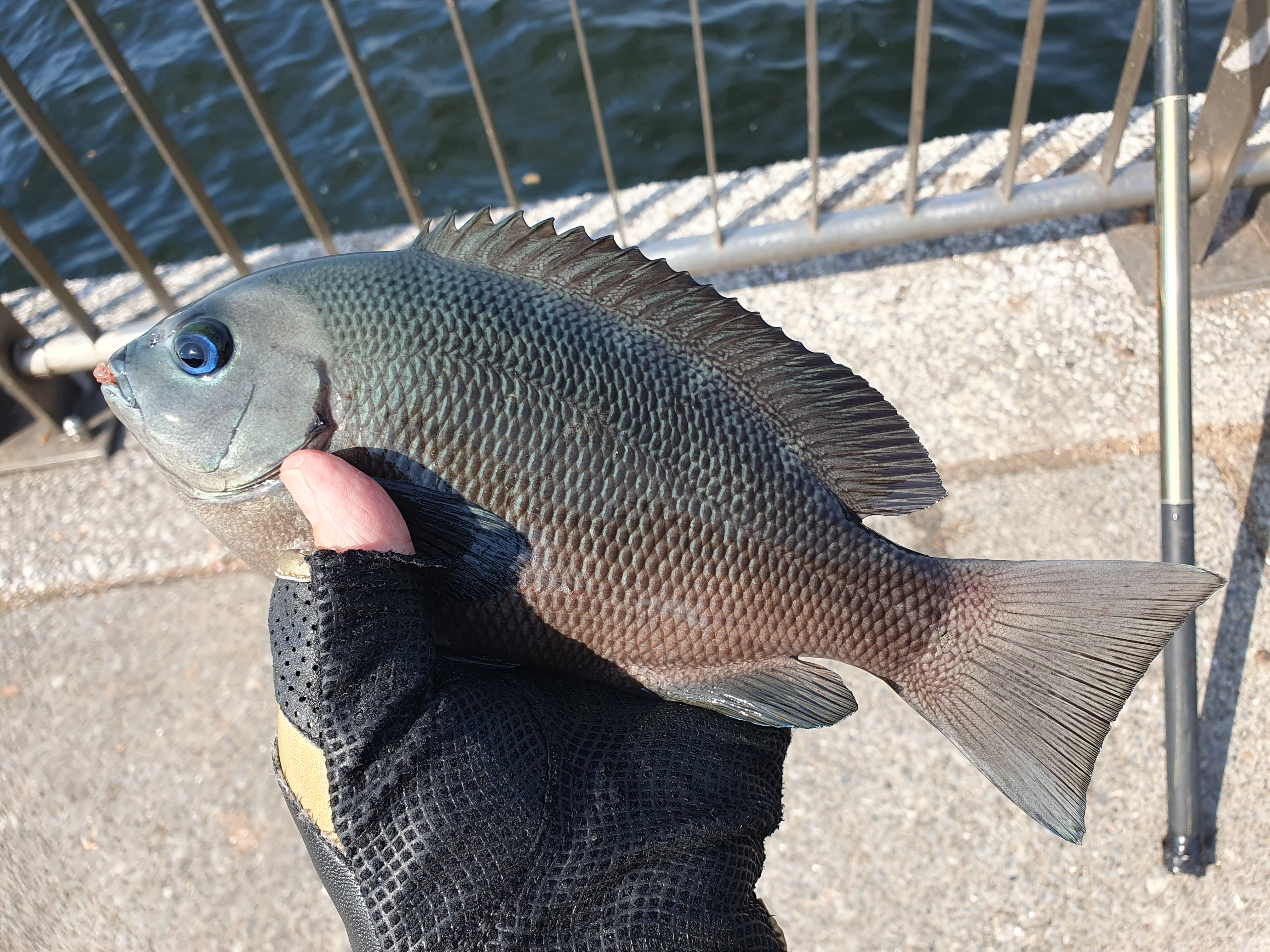 東扇島西公園 釣り 夜釣り