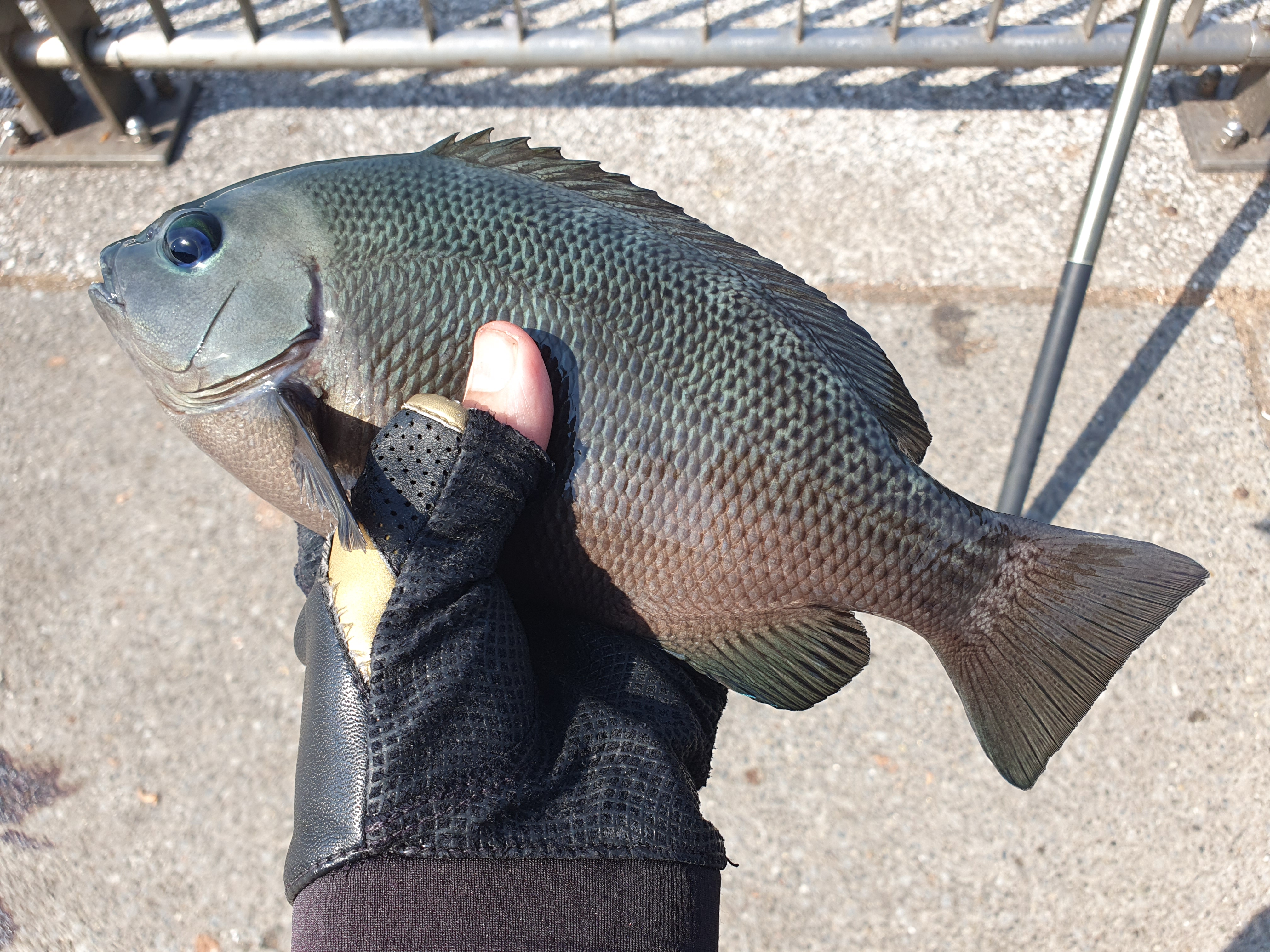 東扇島西公園 釣り 夜釣り