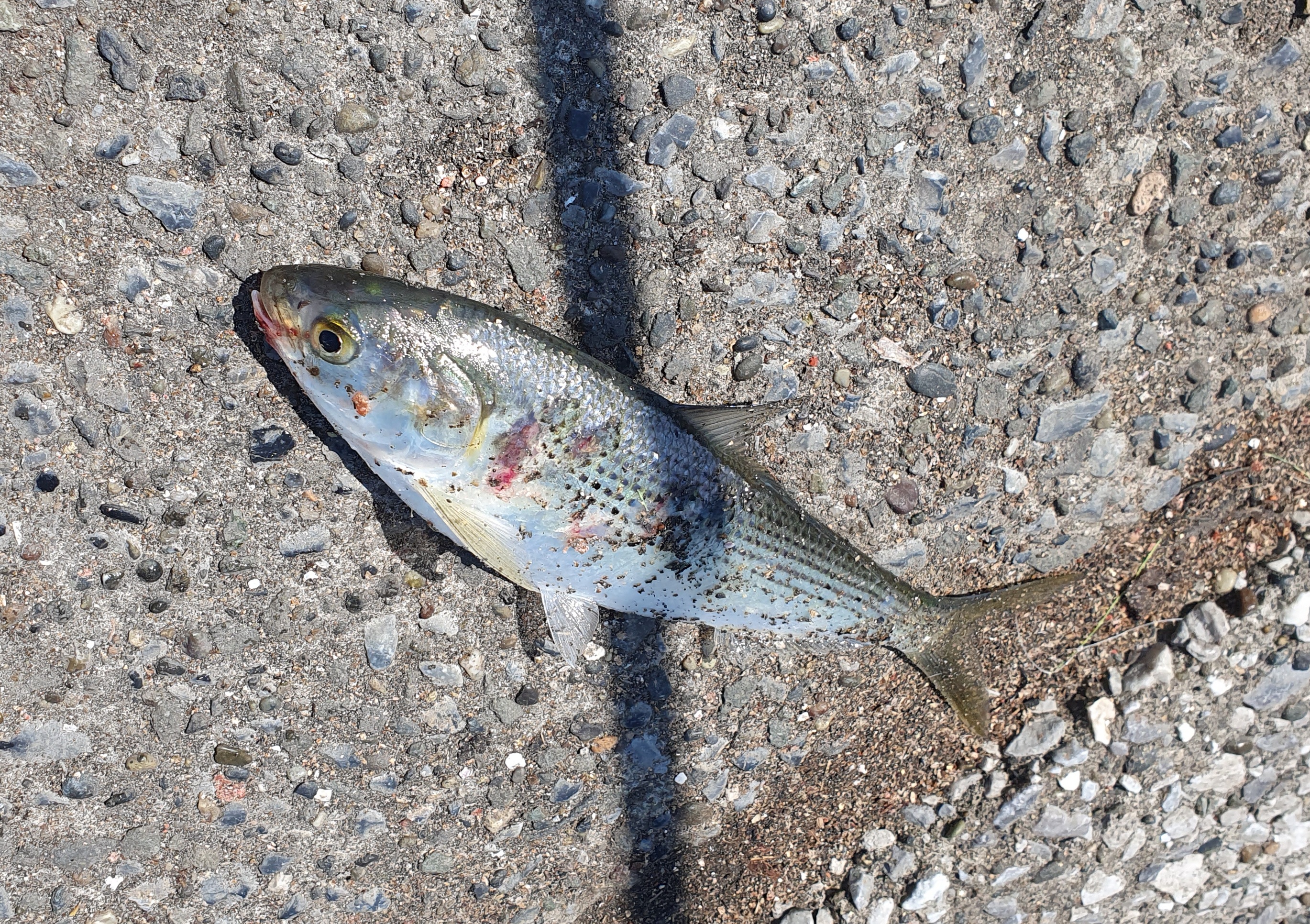 東扇島西公園 釣り 夜釣り