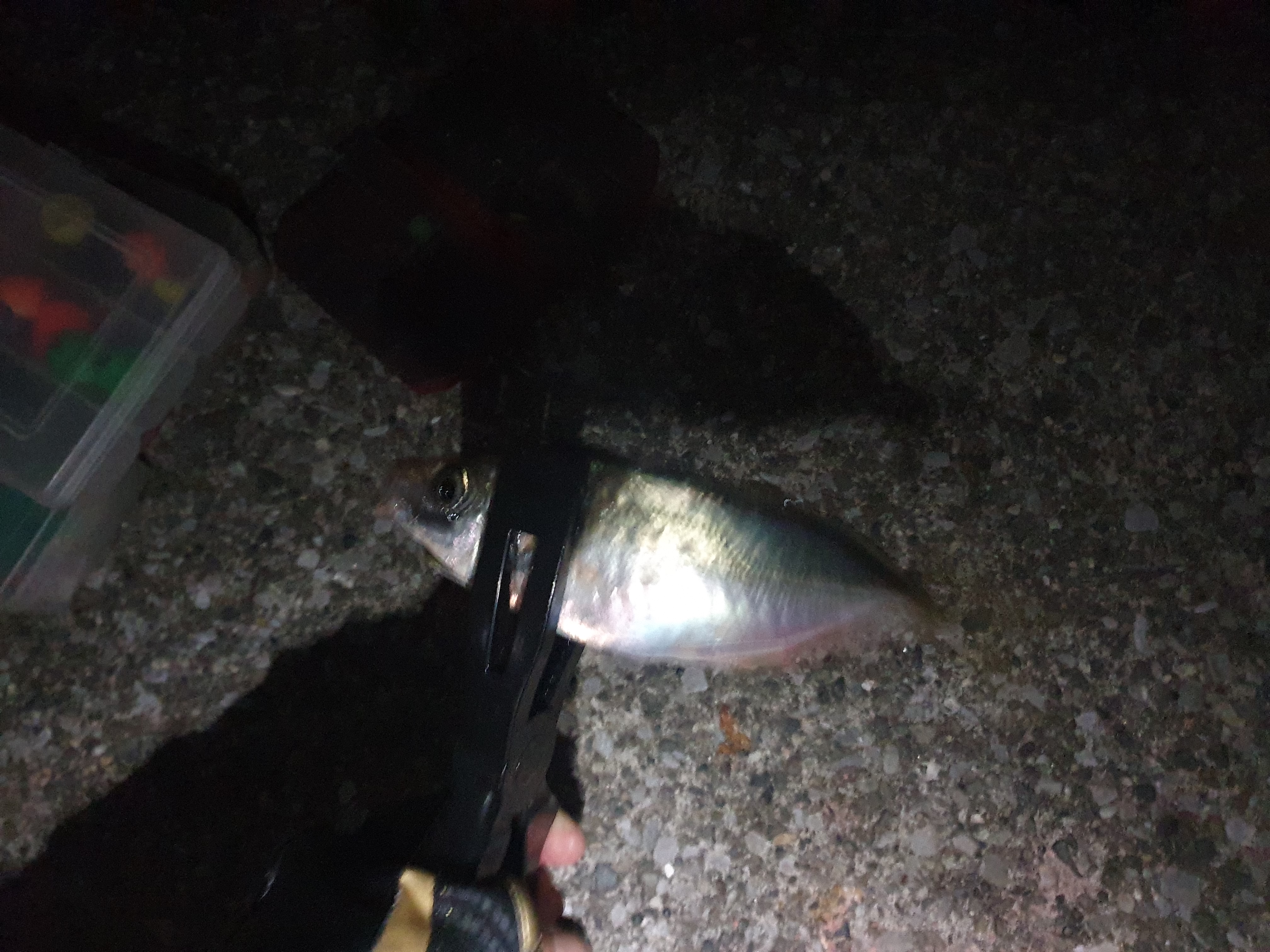 横須賀 うみかぜ公園 釣り 太刀魚