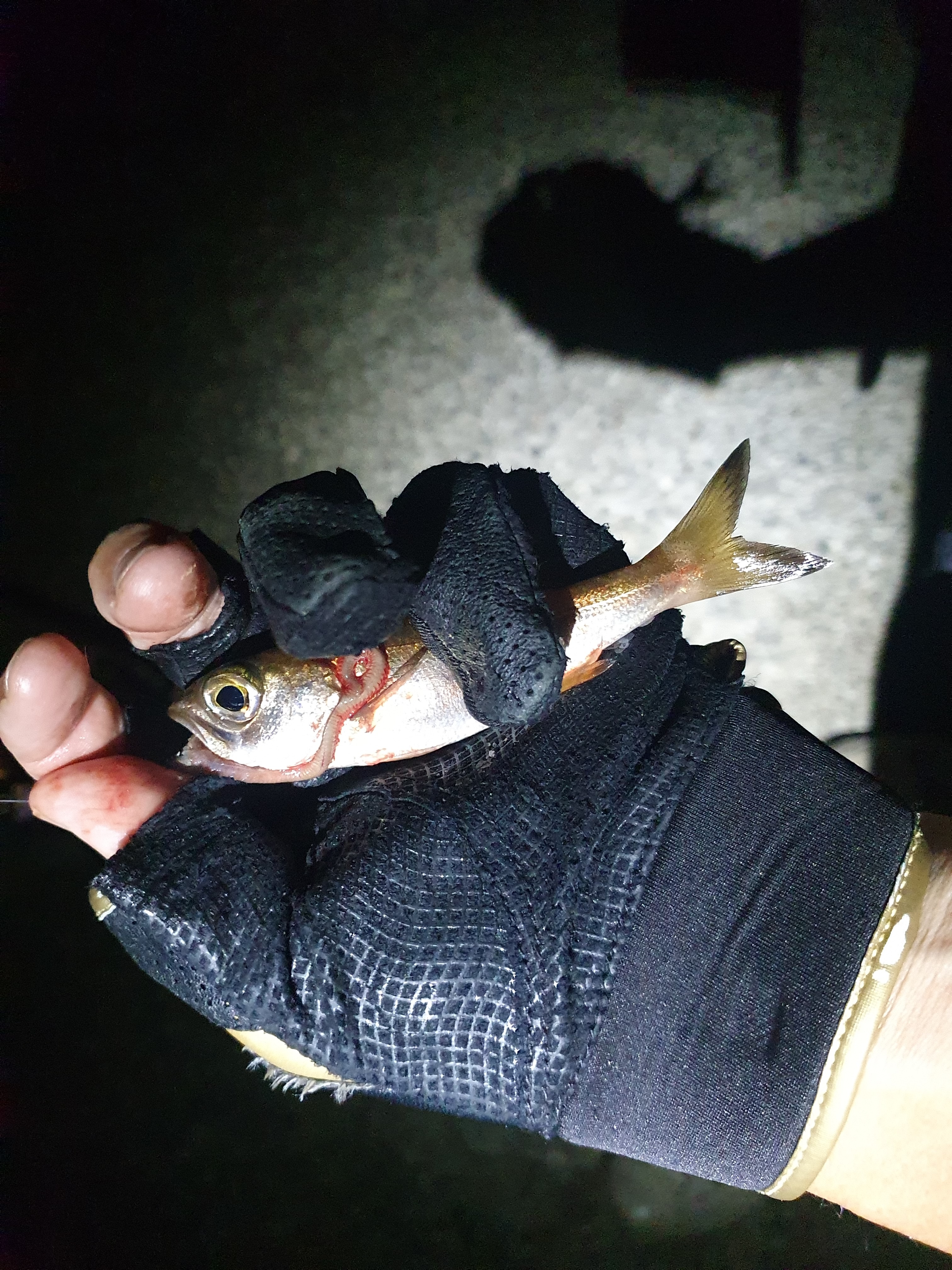 横須賀 うみかぜ公園 釣り 太刀魚